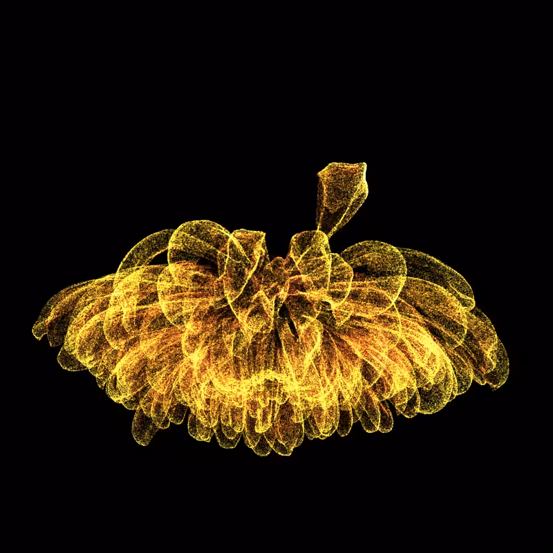 Chrysanthemum Morifolium 30 #40
