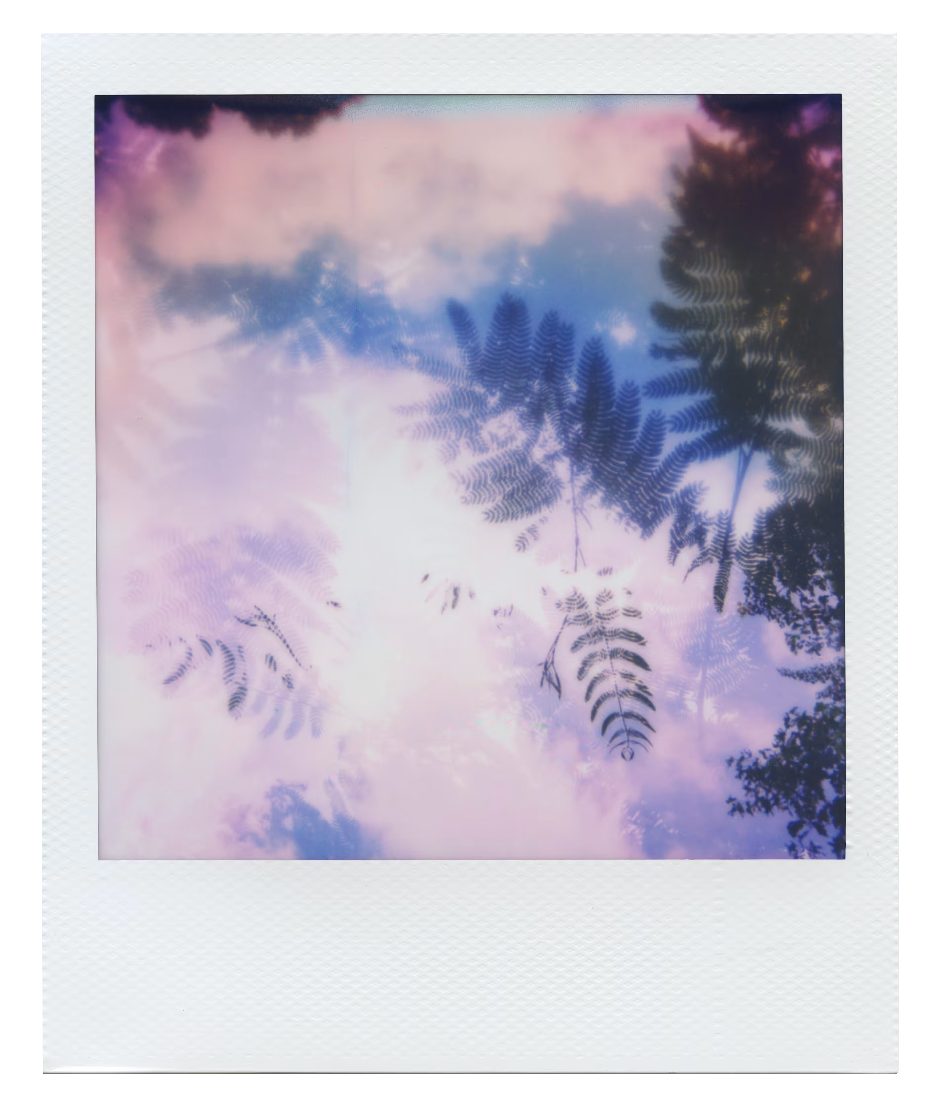 Manifestation