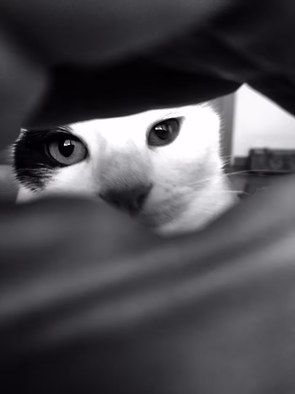 Bella.