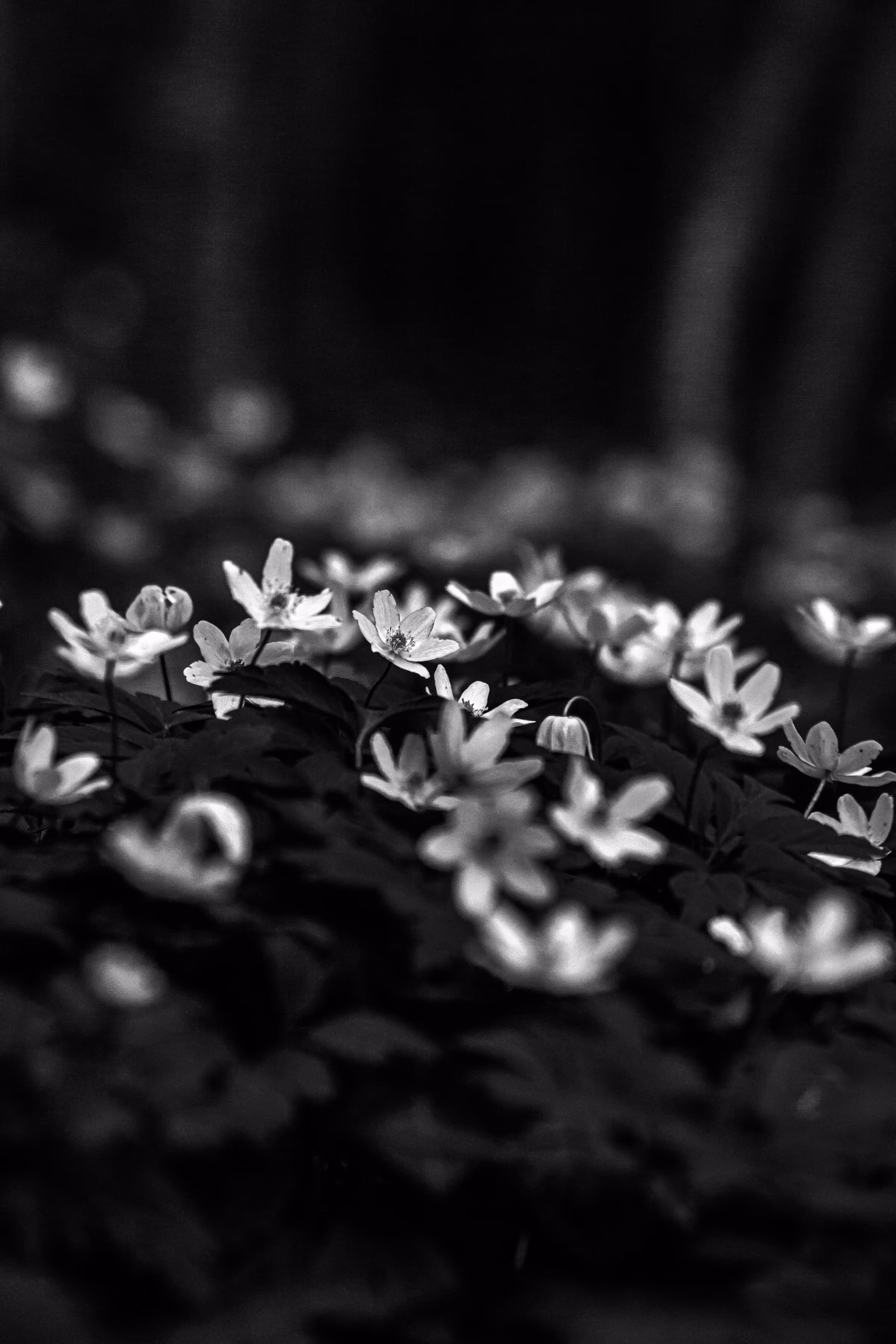 Endurance in Darkness
