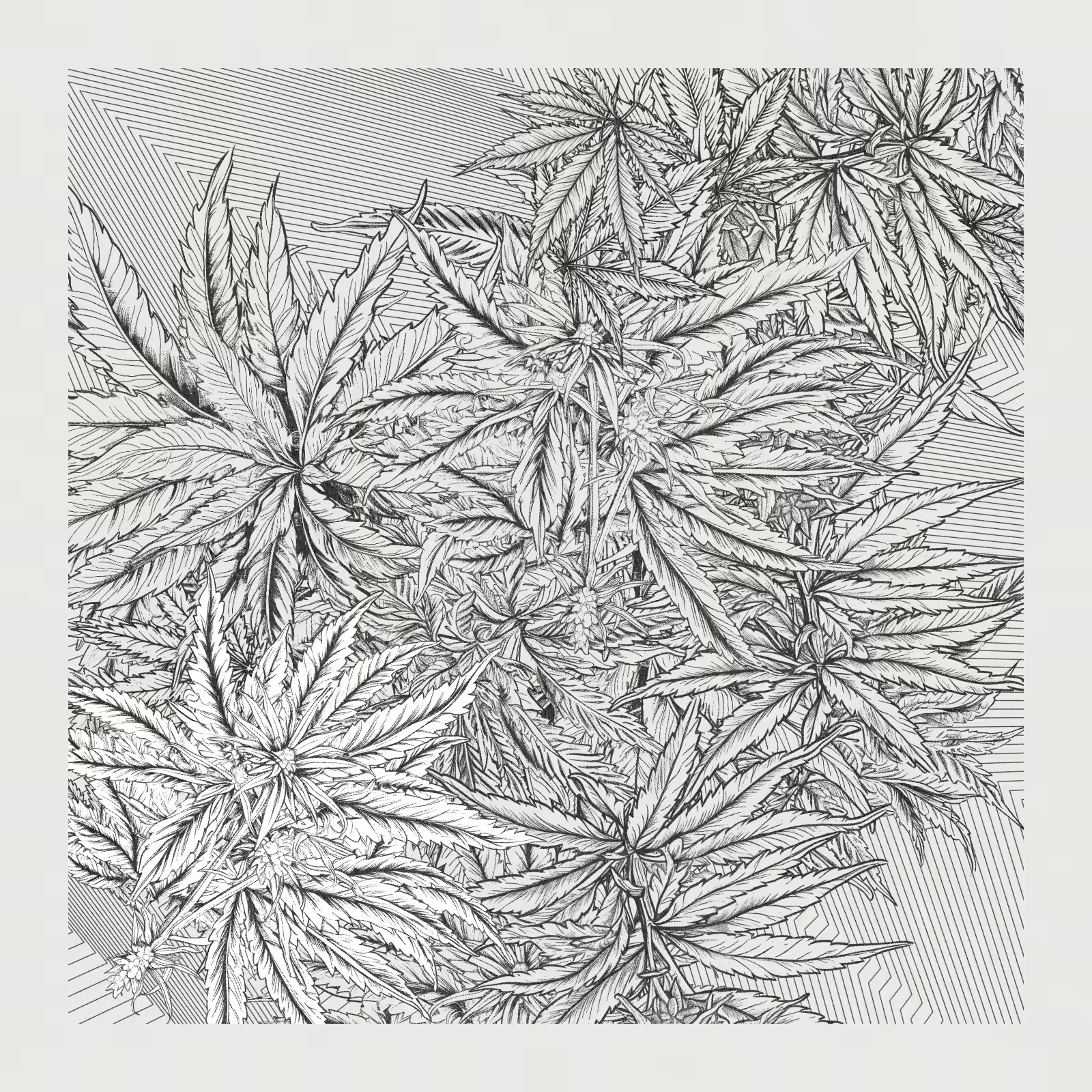 zancannabis #316