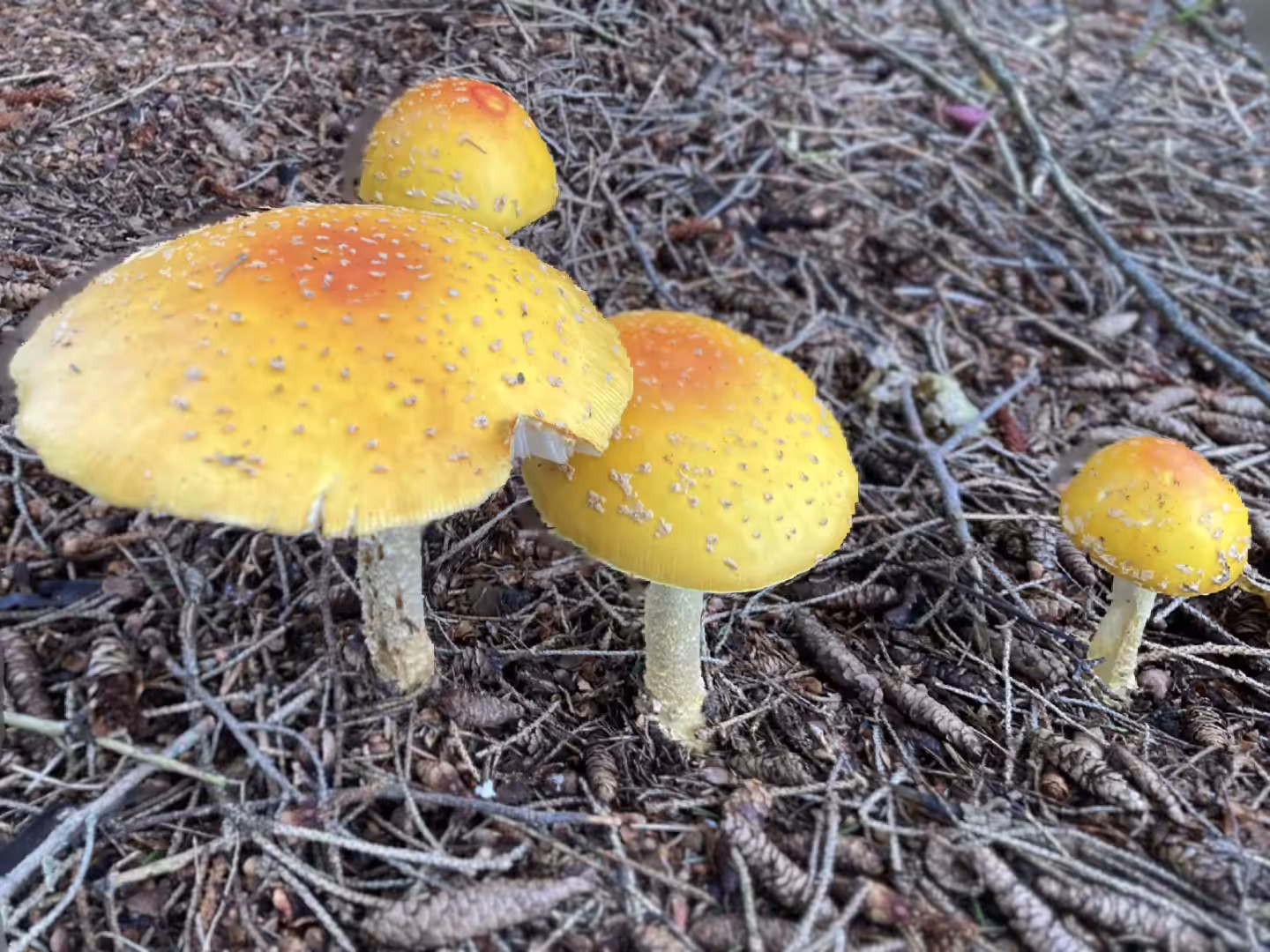 Yellow Orange Fly Agaric Mushroom 2