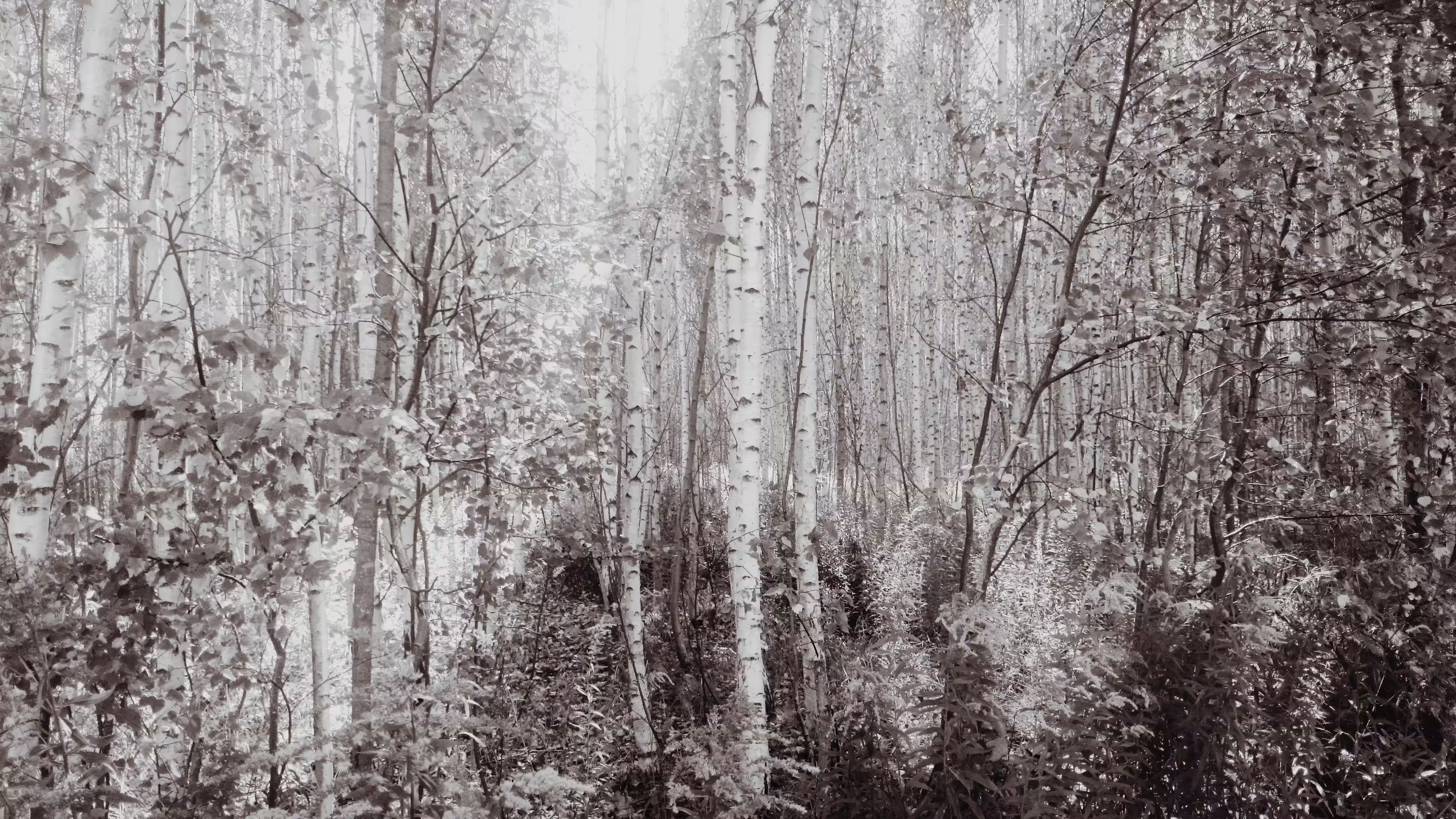Photos: Birches