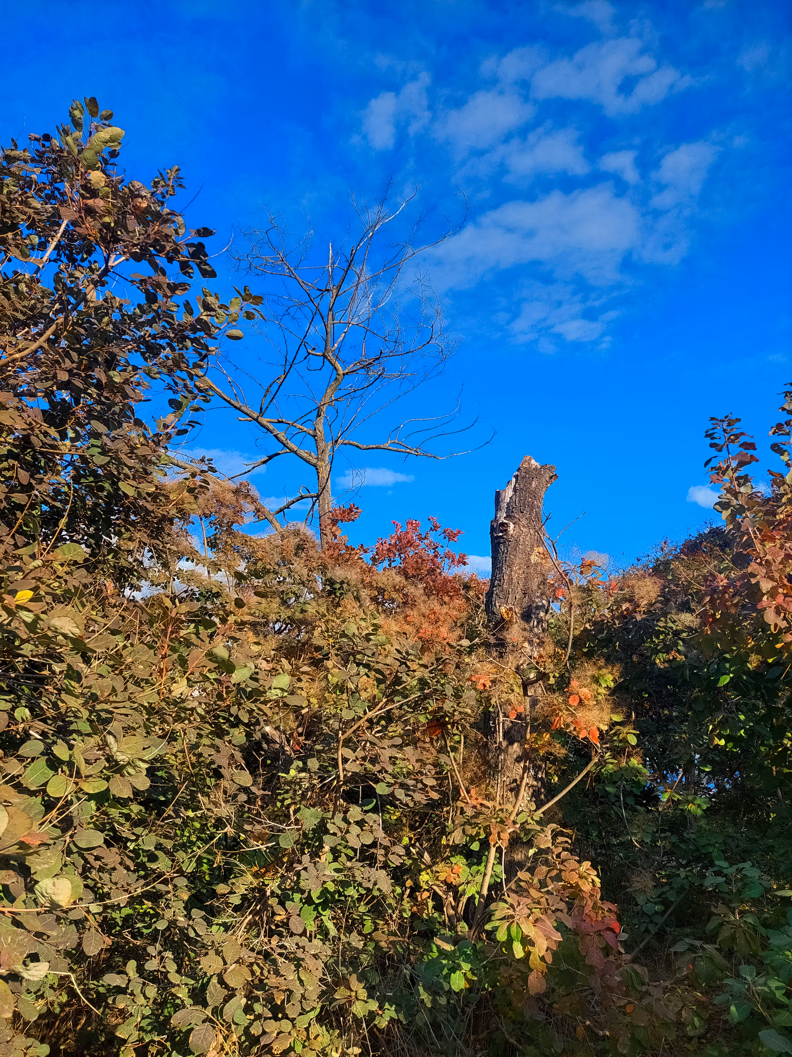 The last witness of autumn