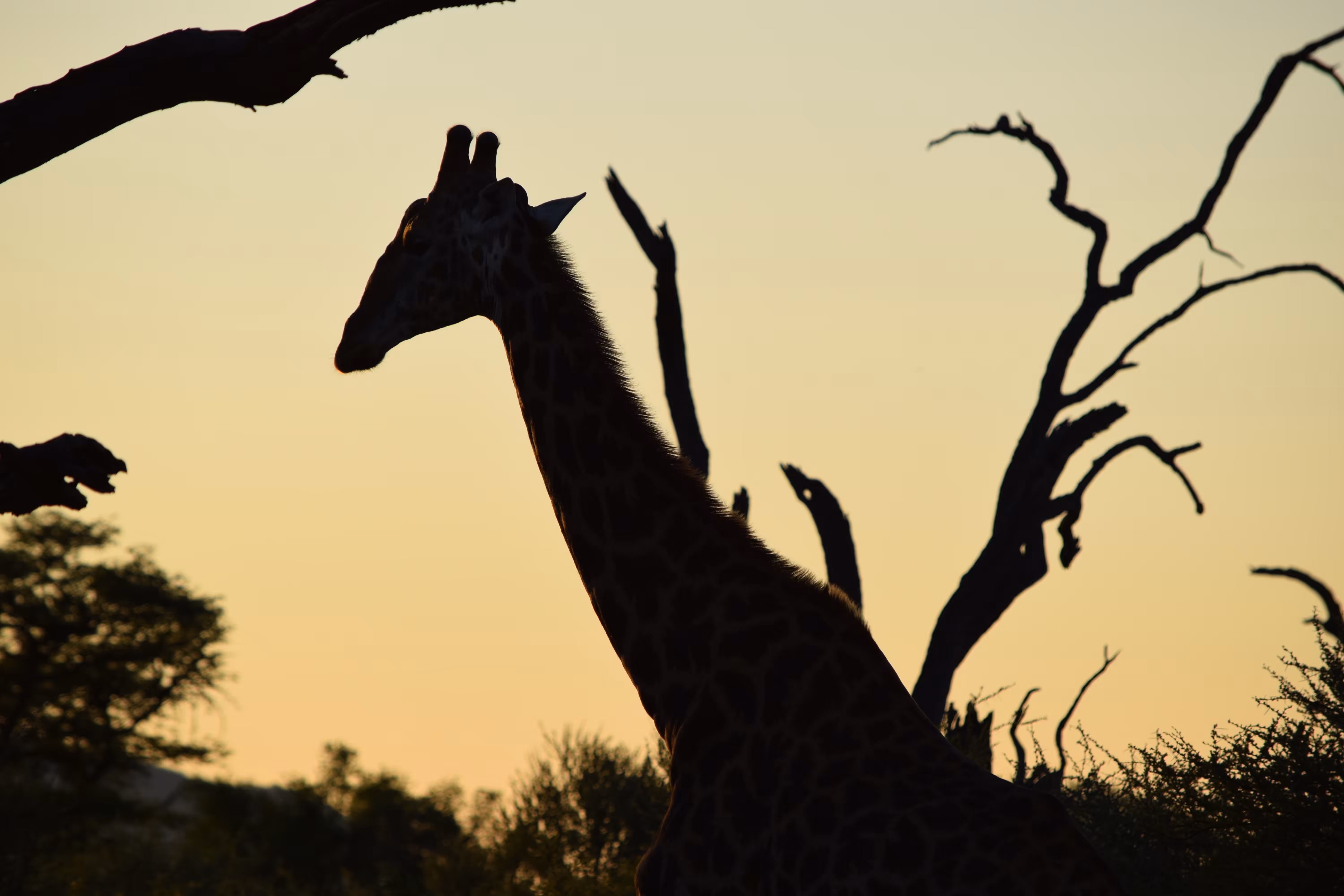DEVELOPING EXPERIENCES // MLOW, 2011-2021 : SUNSET ON THE SAFARI, 2014