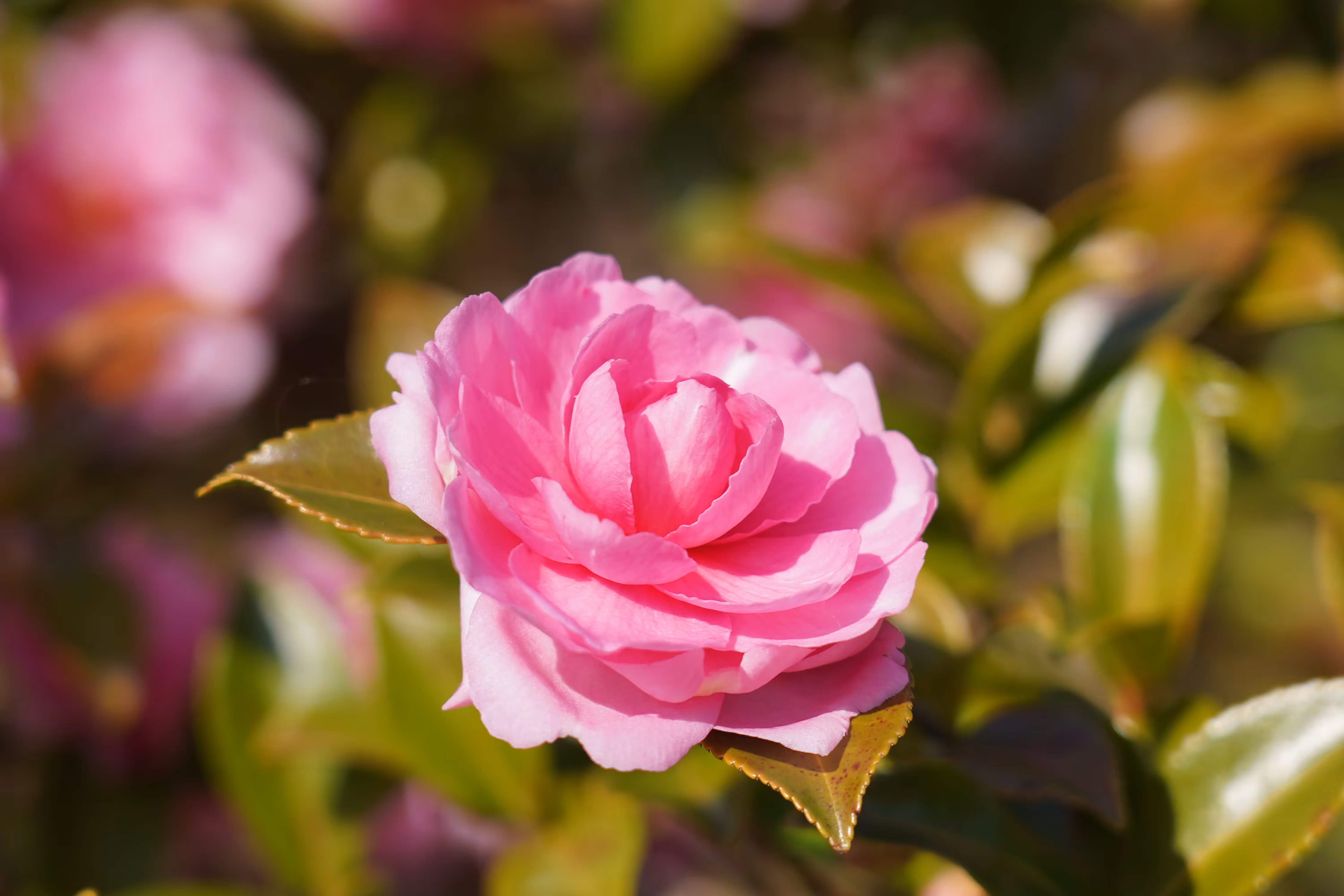 Camellia sasanqua ”interlude”