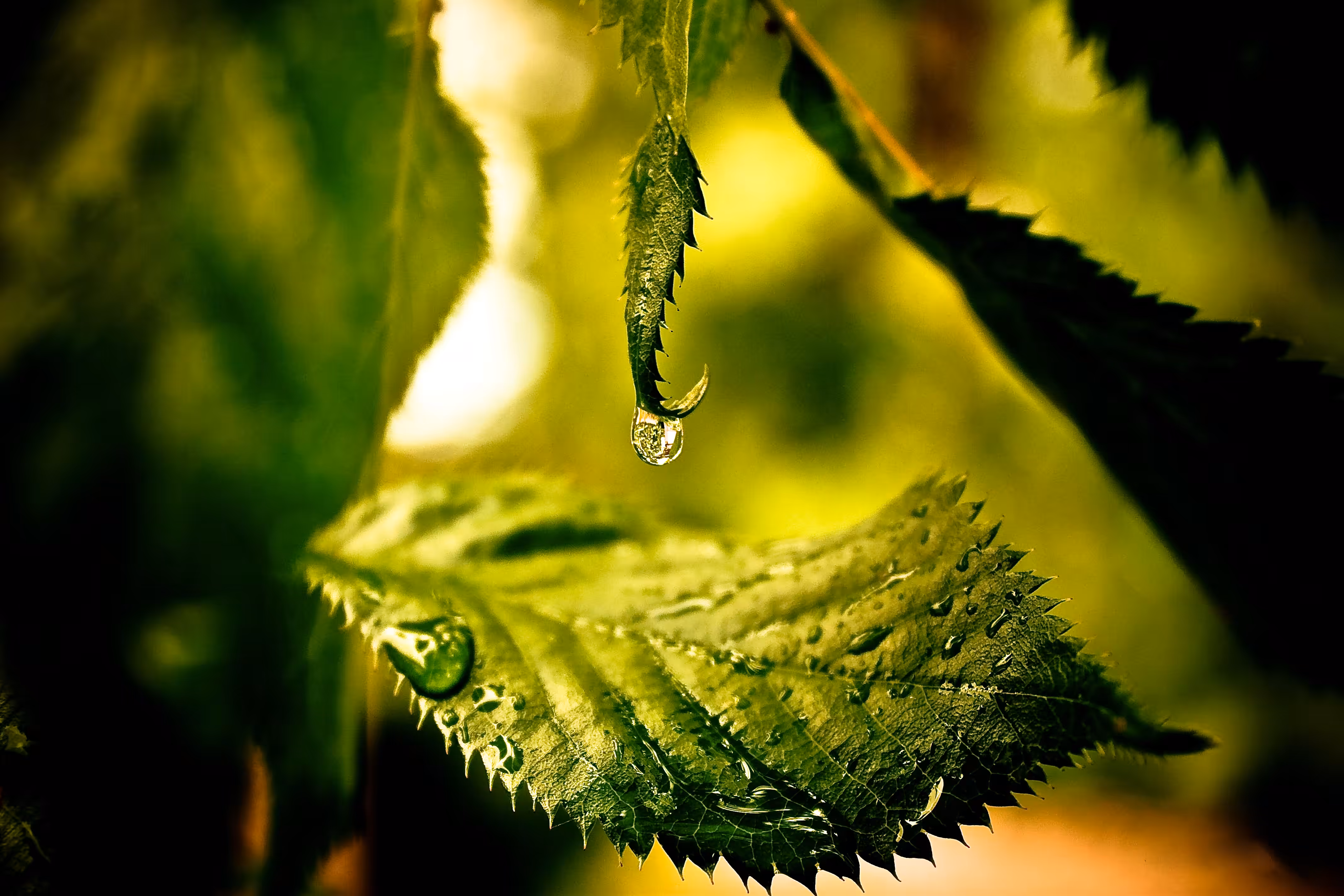 Drop of Life #004