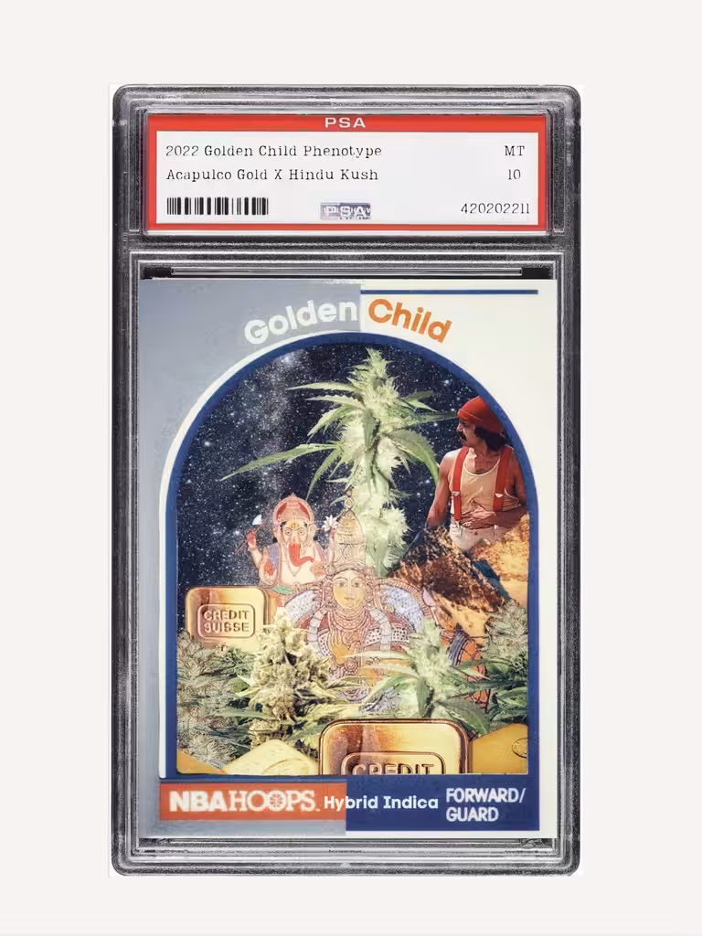 SS2022 Golden Child Hybrid Indica Pheno