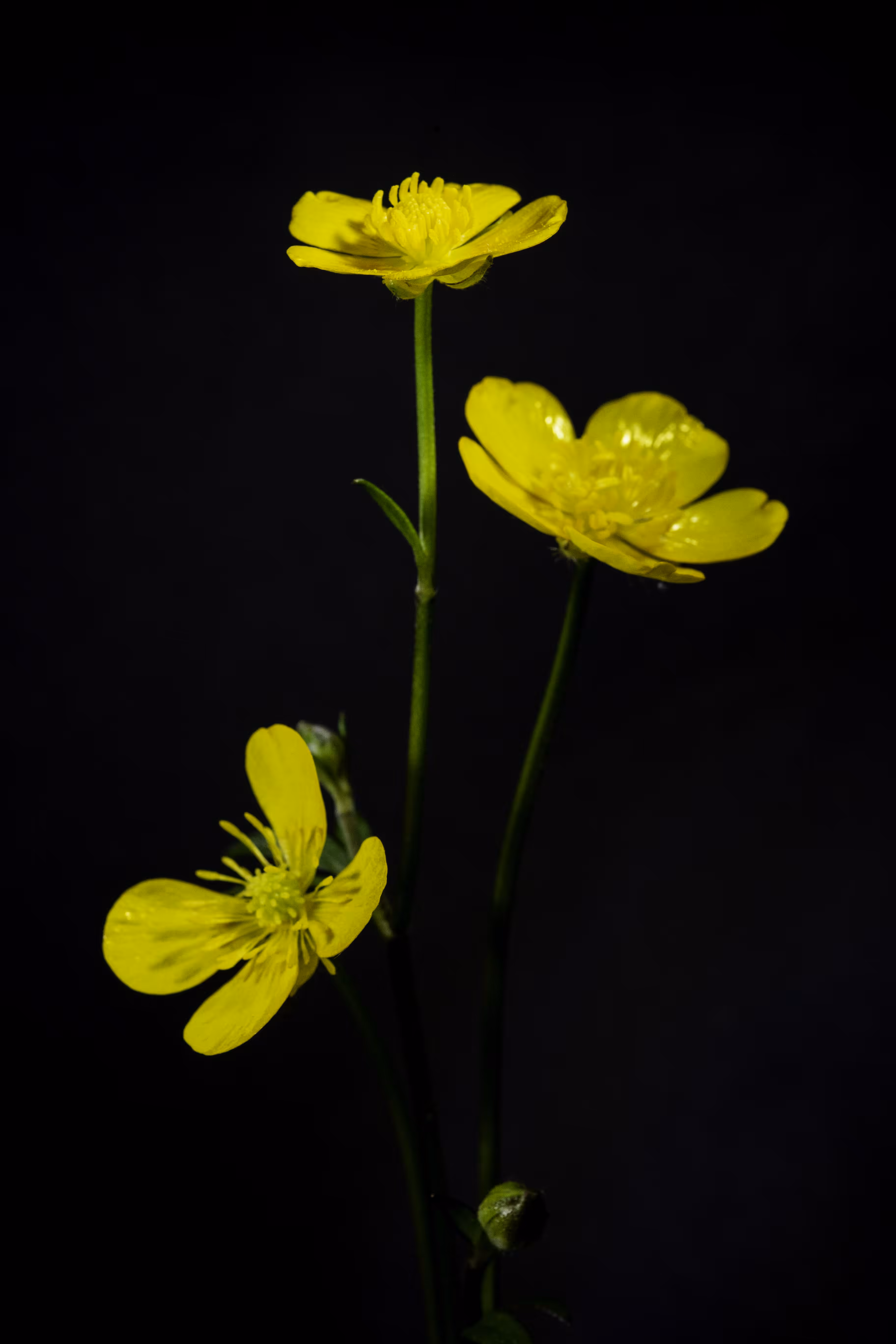 Out of the Dark
