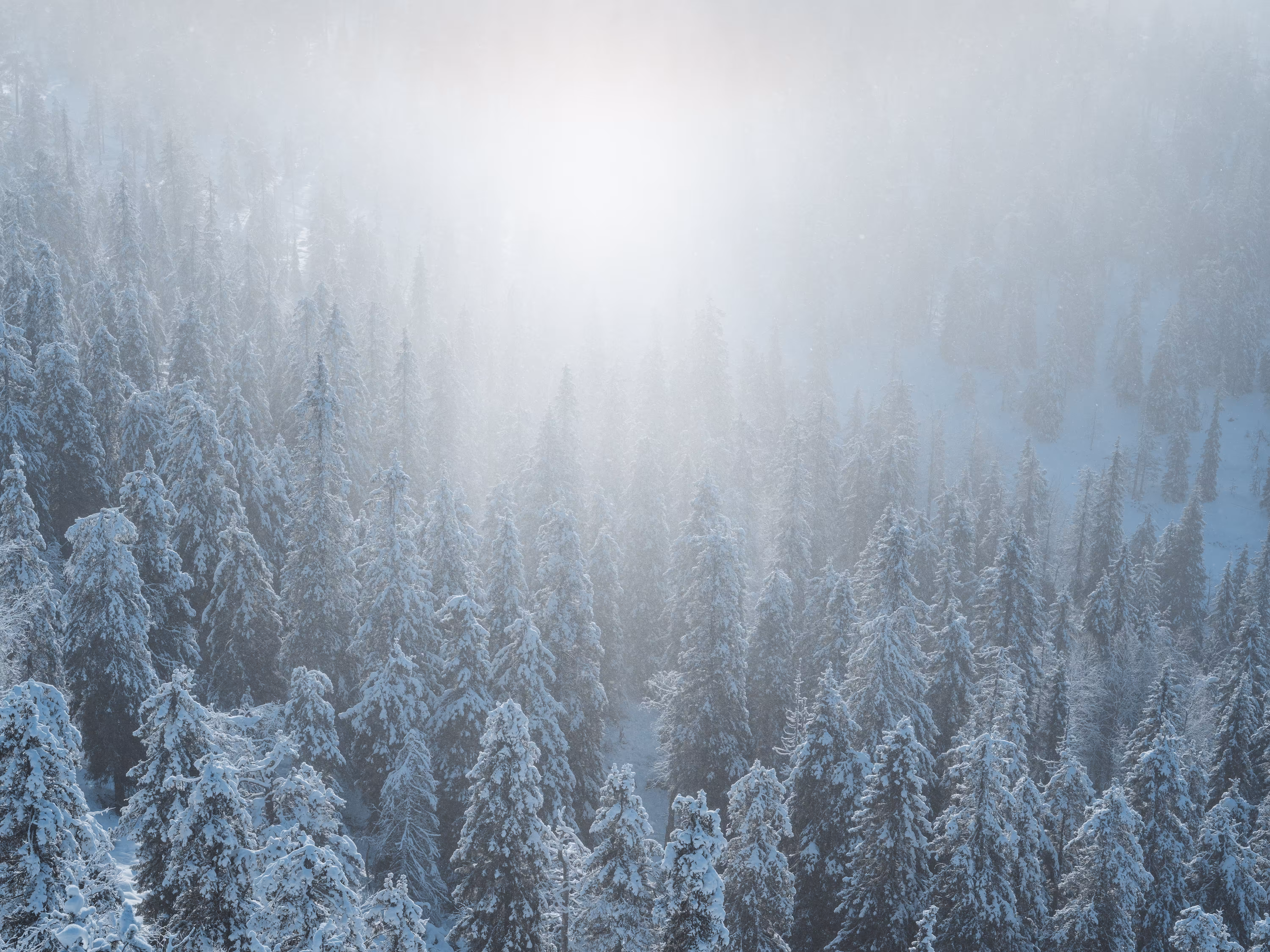 HARMONIA: Radiance of Winter