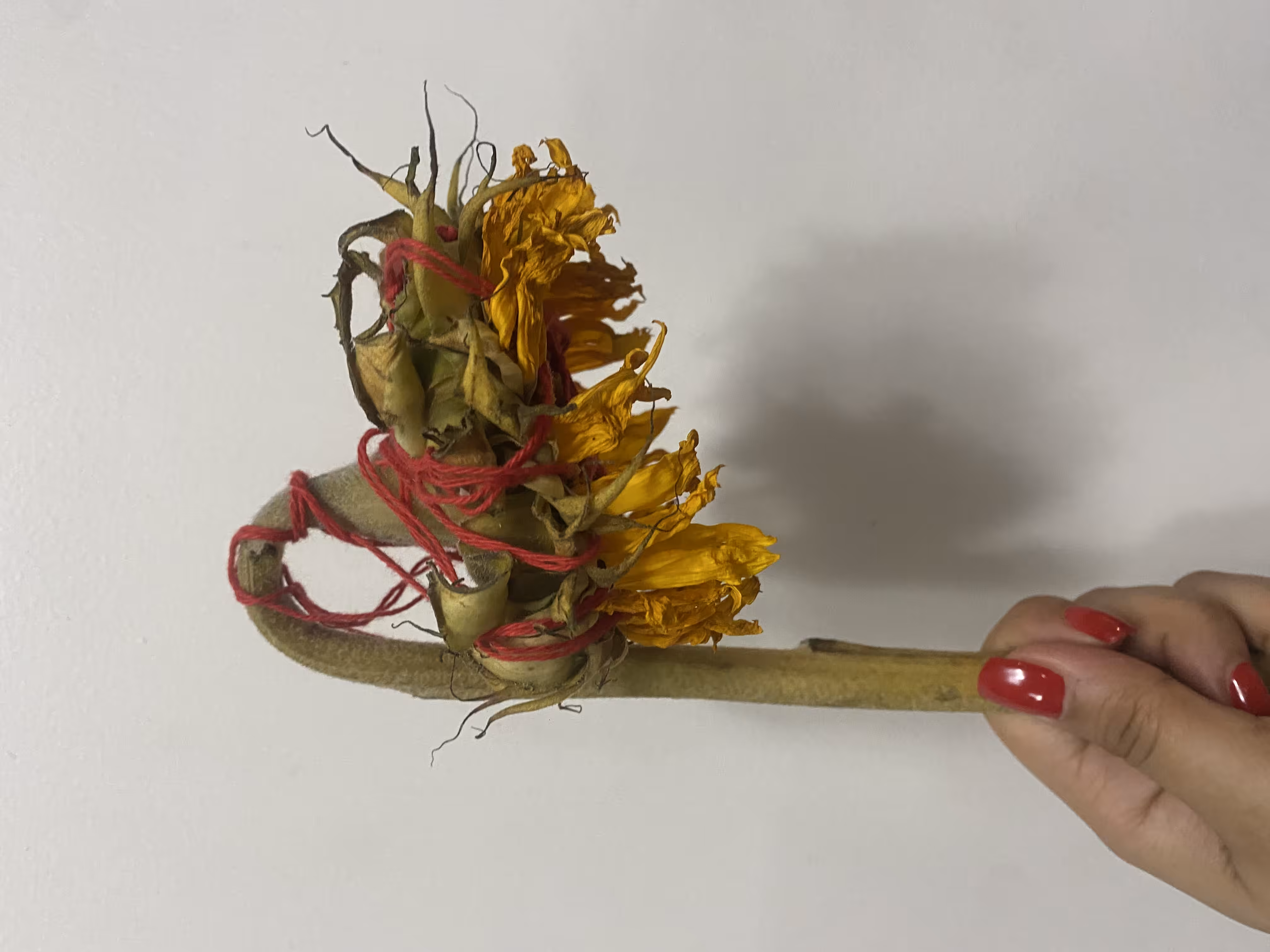 Dead Sunflower