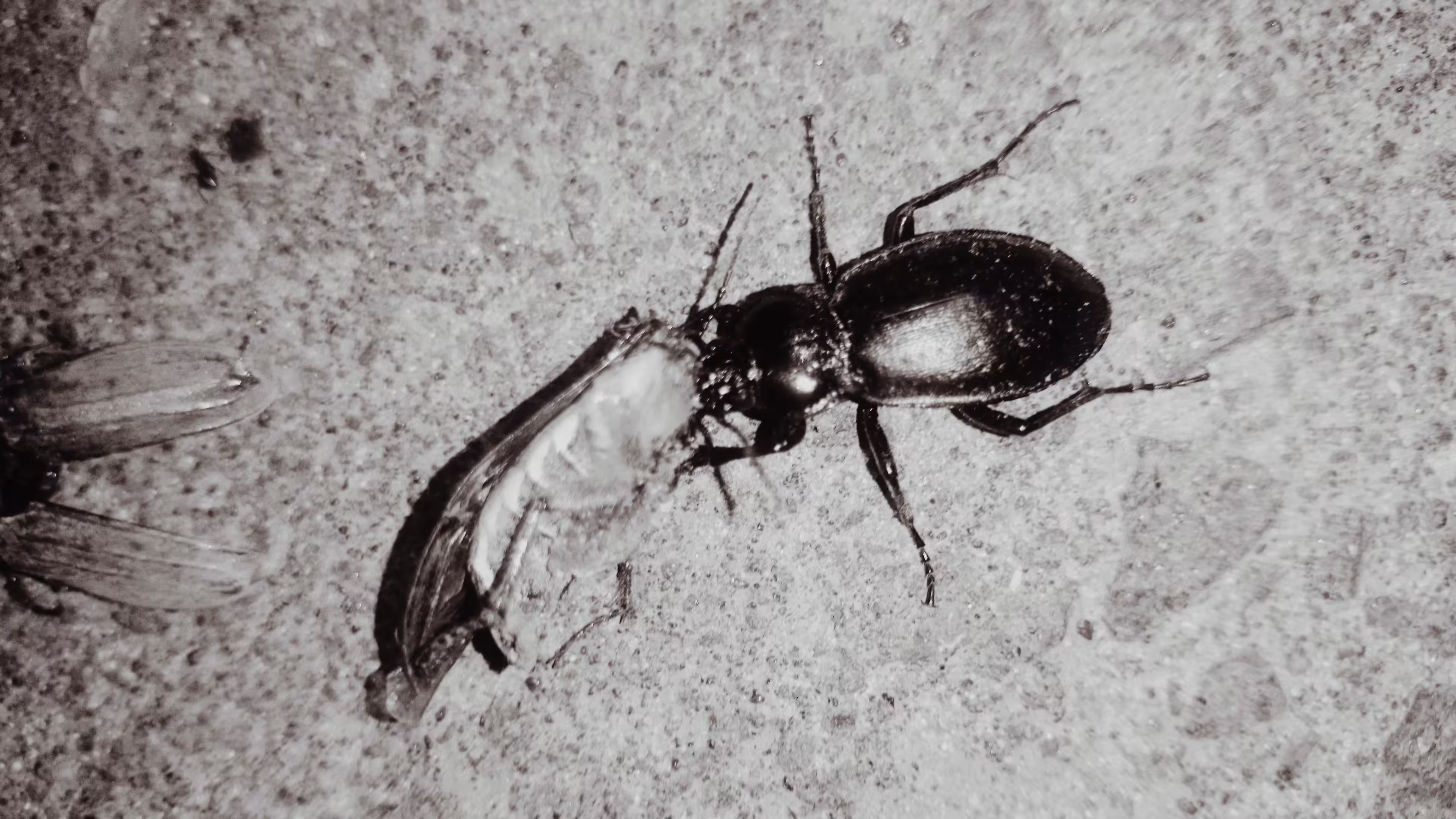 Photos: Bugs
