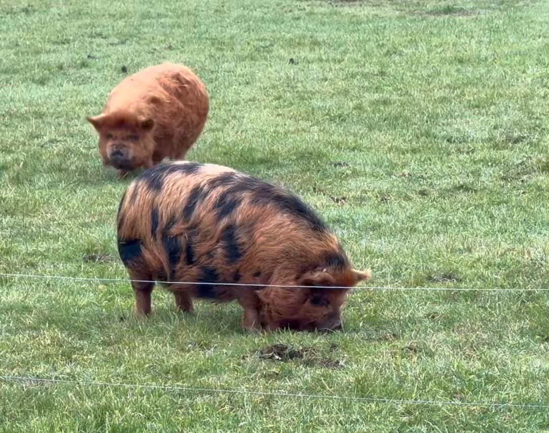 Open Pigs 0001