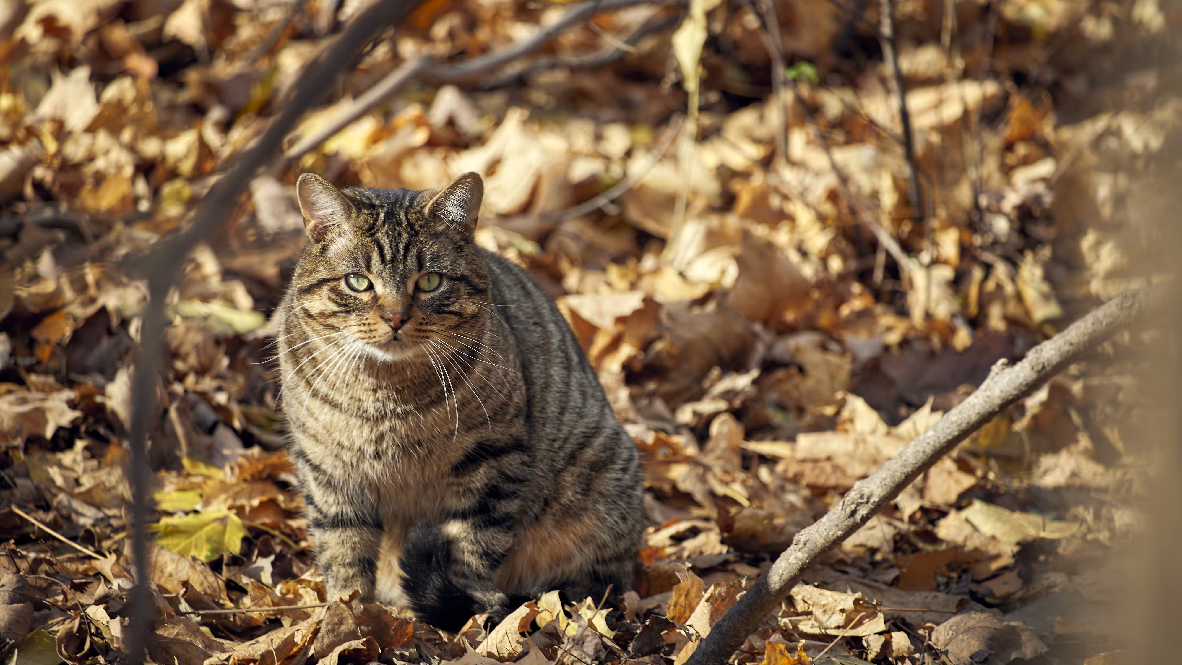The Cat