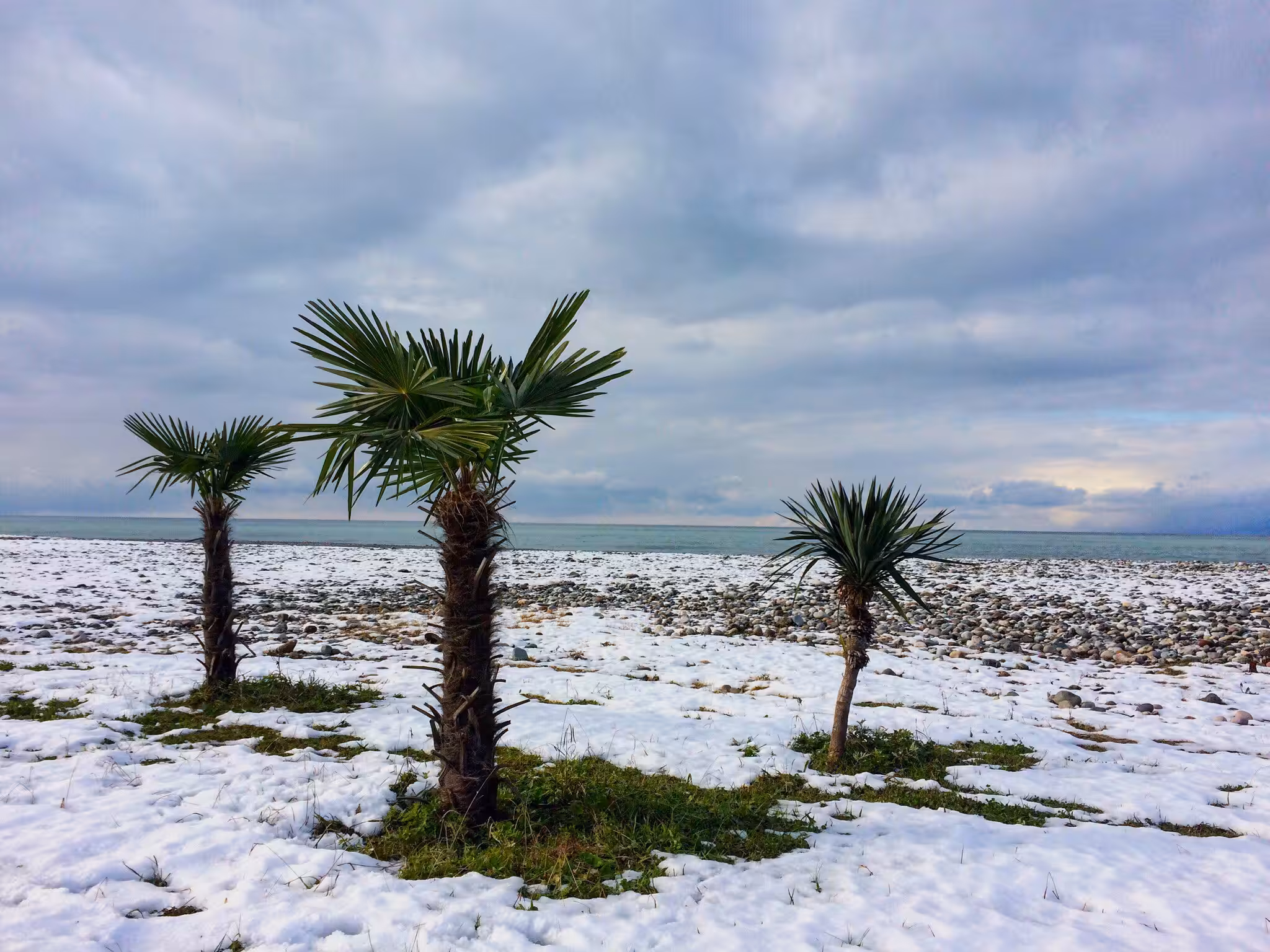 Palm trees in the snow on the beach 🌴❄️🌊