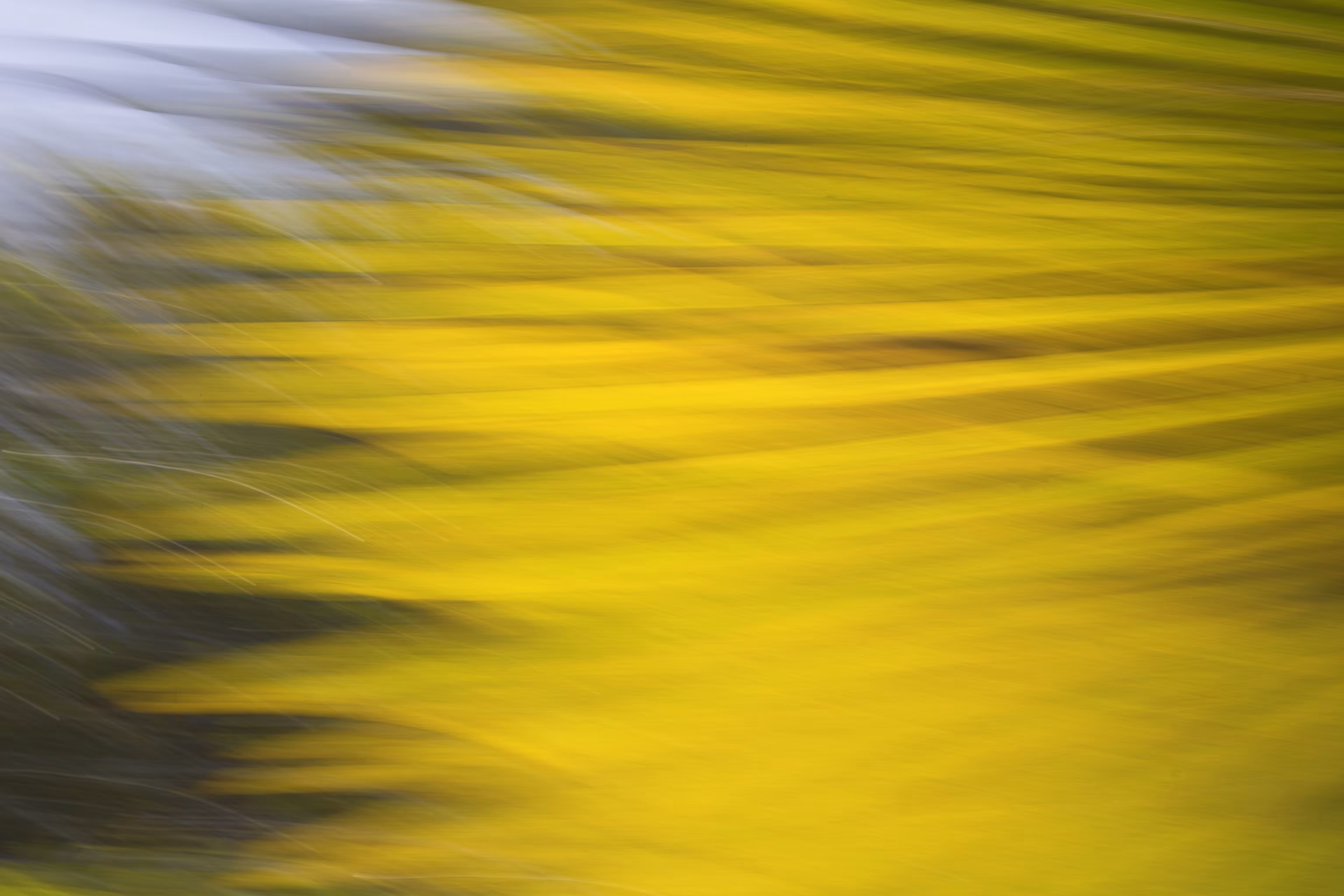 Leaf in the wind