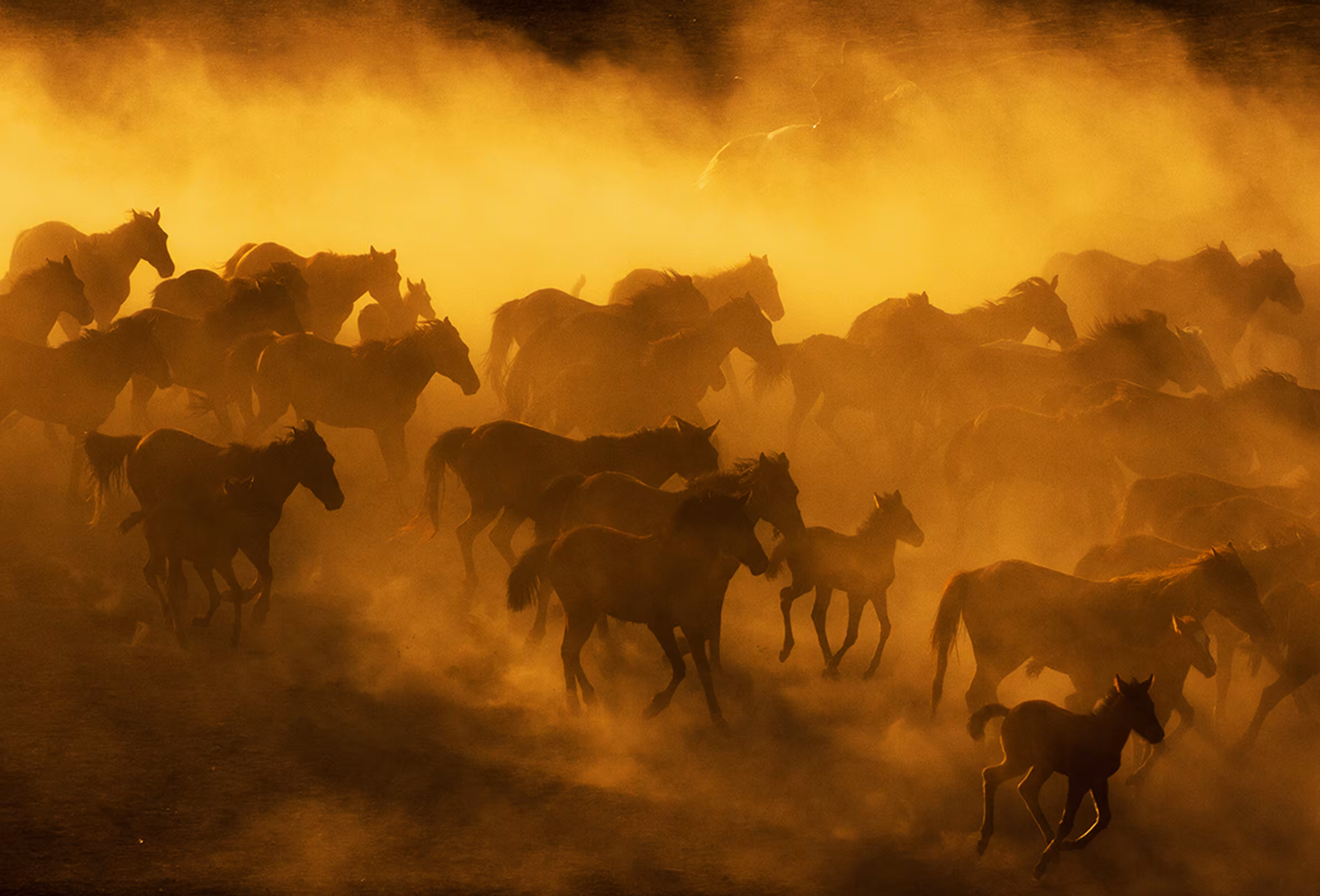 Cowboy_7