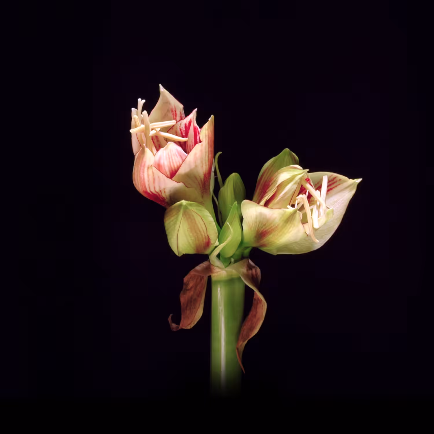 Bloom / #006-001-朱頂蘭