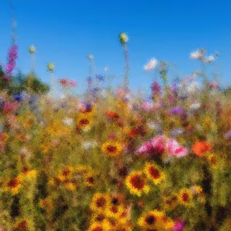 Fields o Flowers #01