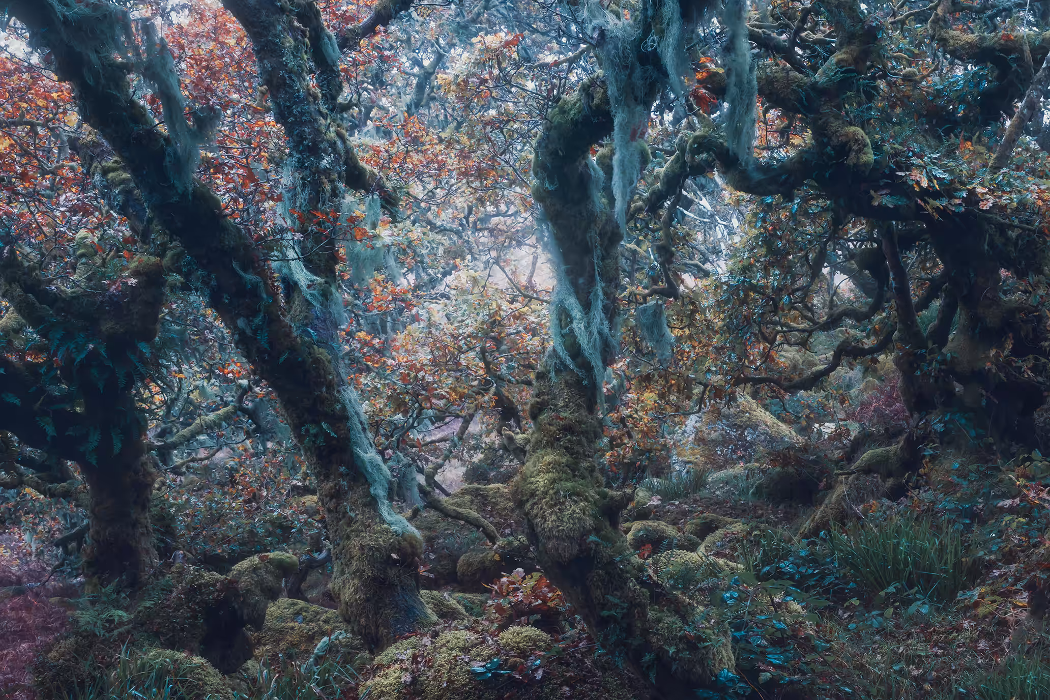 FANTASY