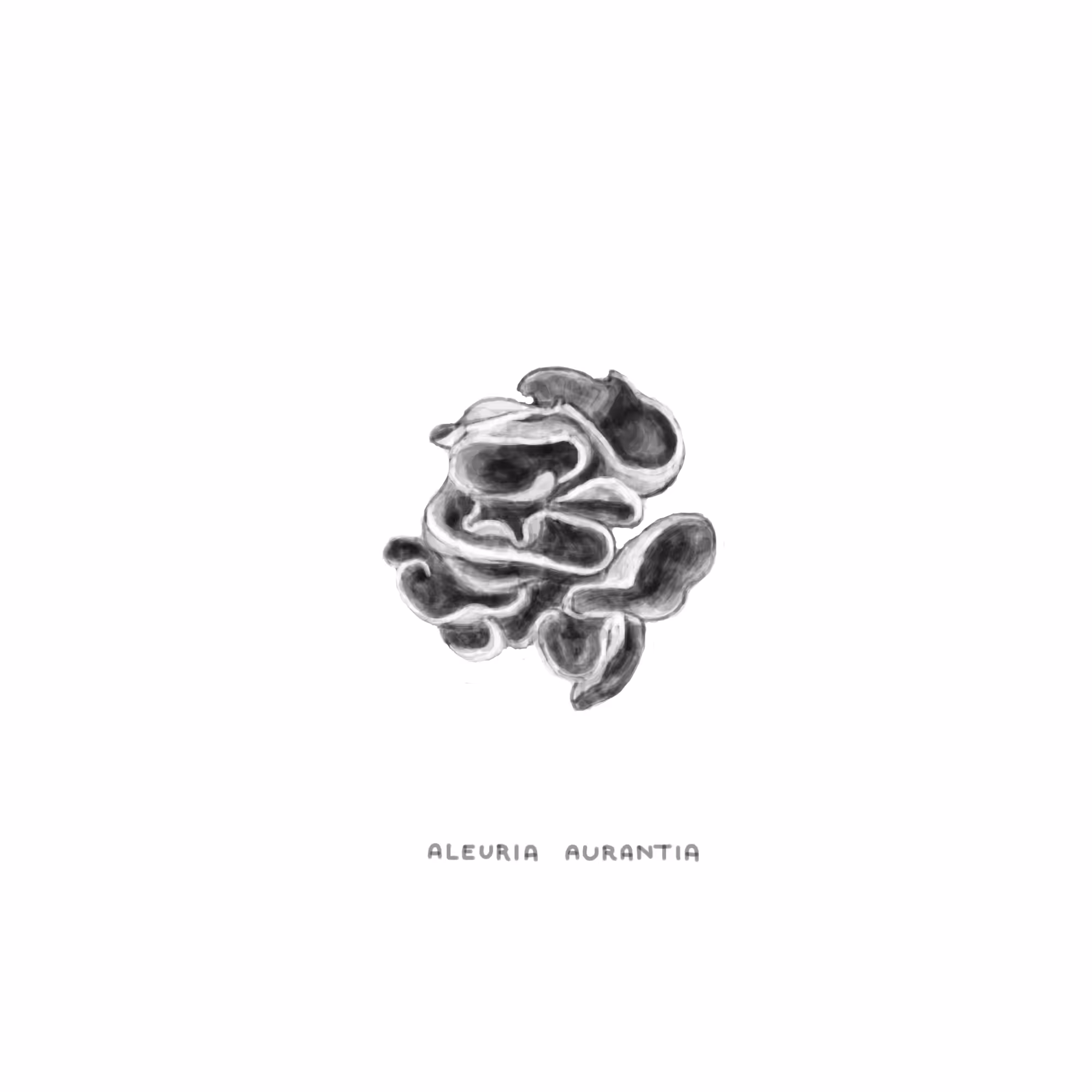 #23 RIP - Aleuria Aurantia