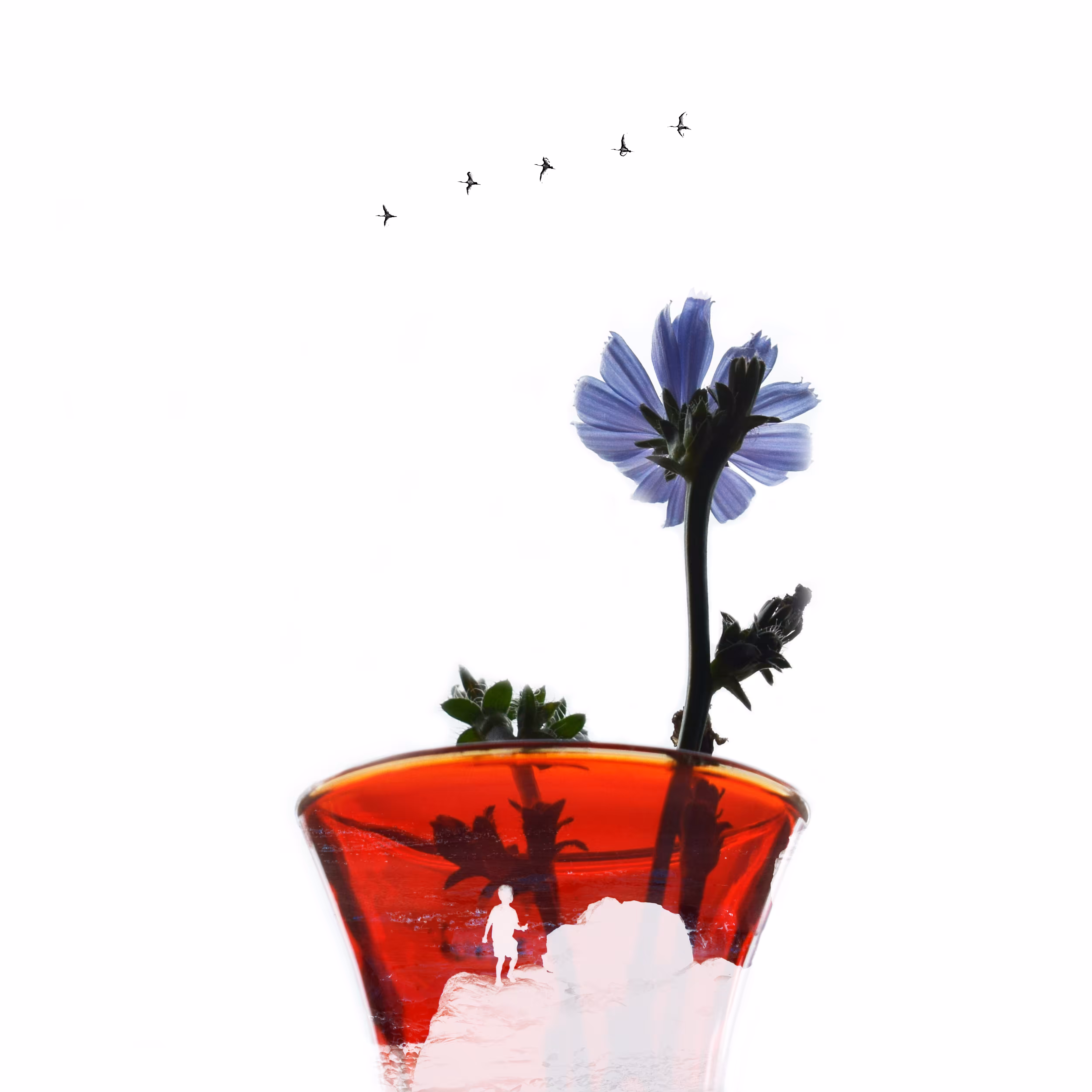 Growth