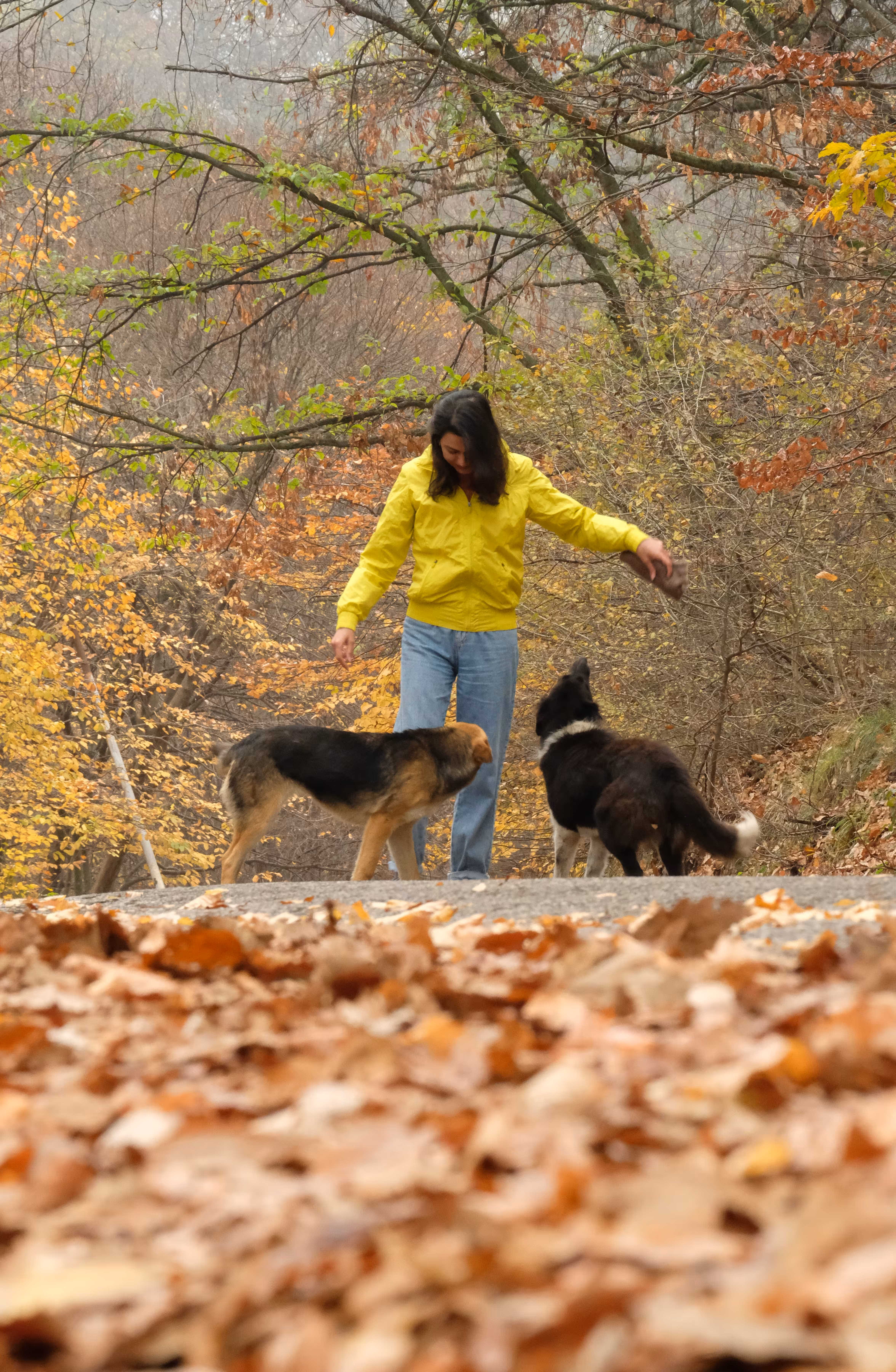 Falling Leaves