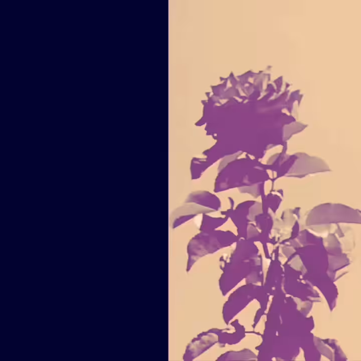Rosé n Chill