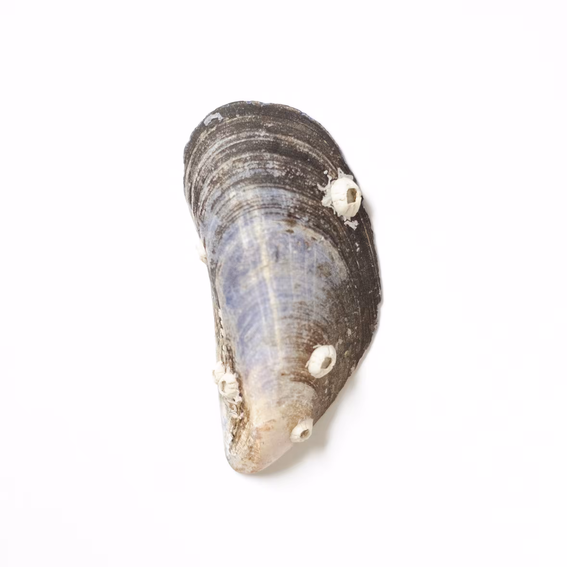 Mollusc EP