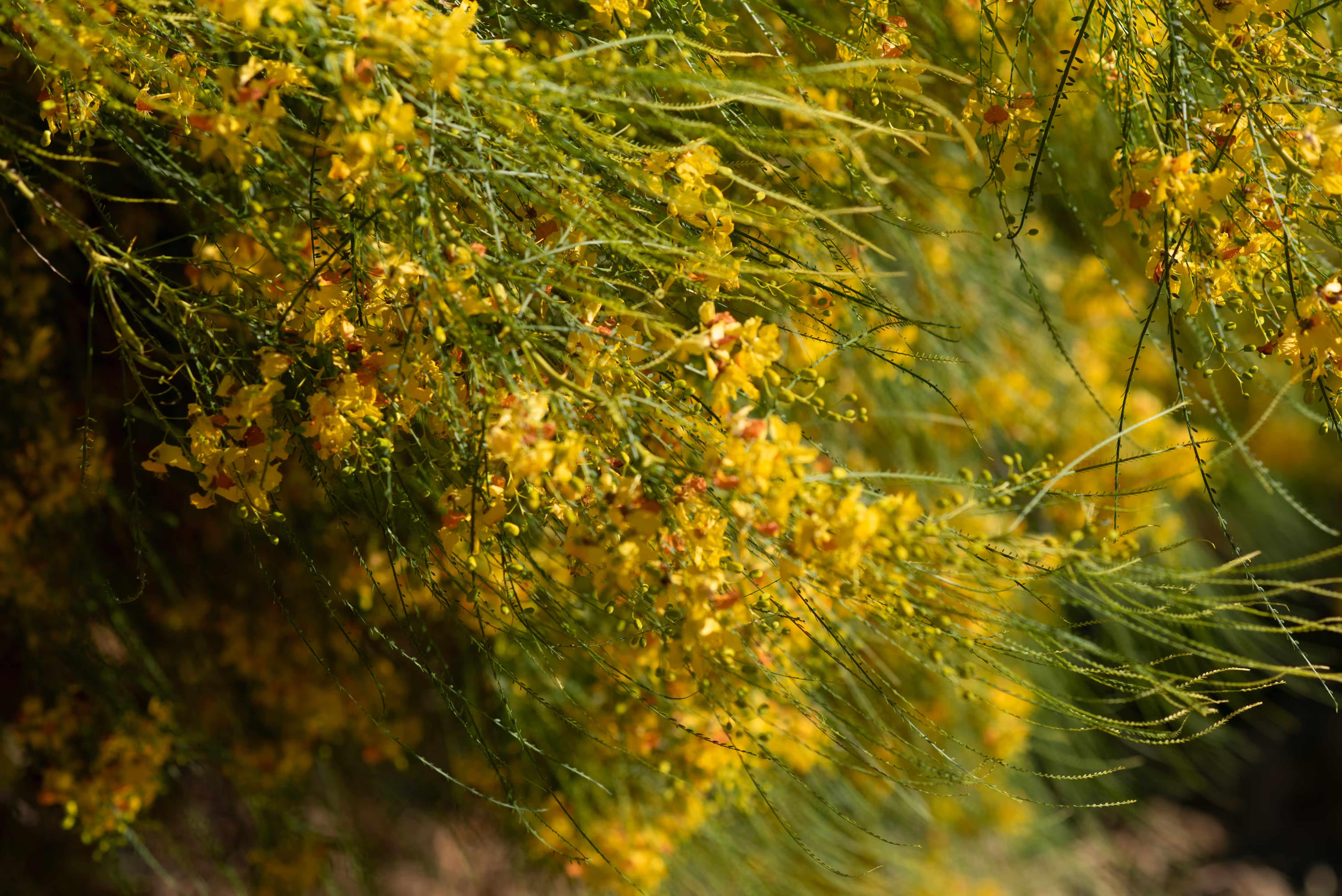 Urban Landscapes: Golden Sunshine