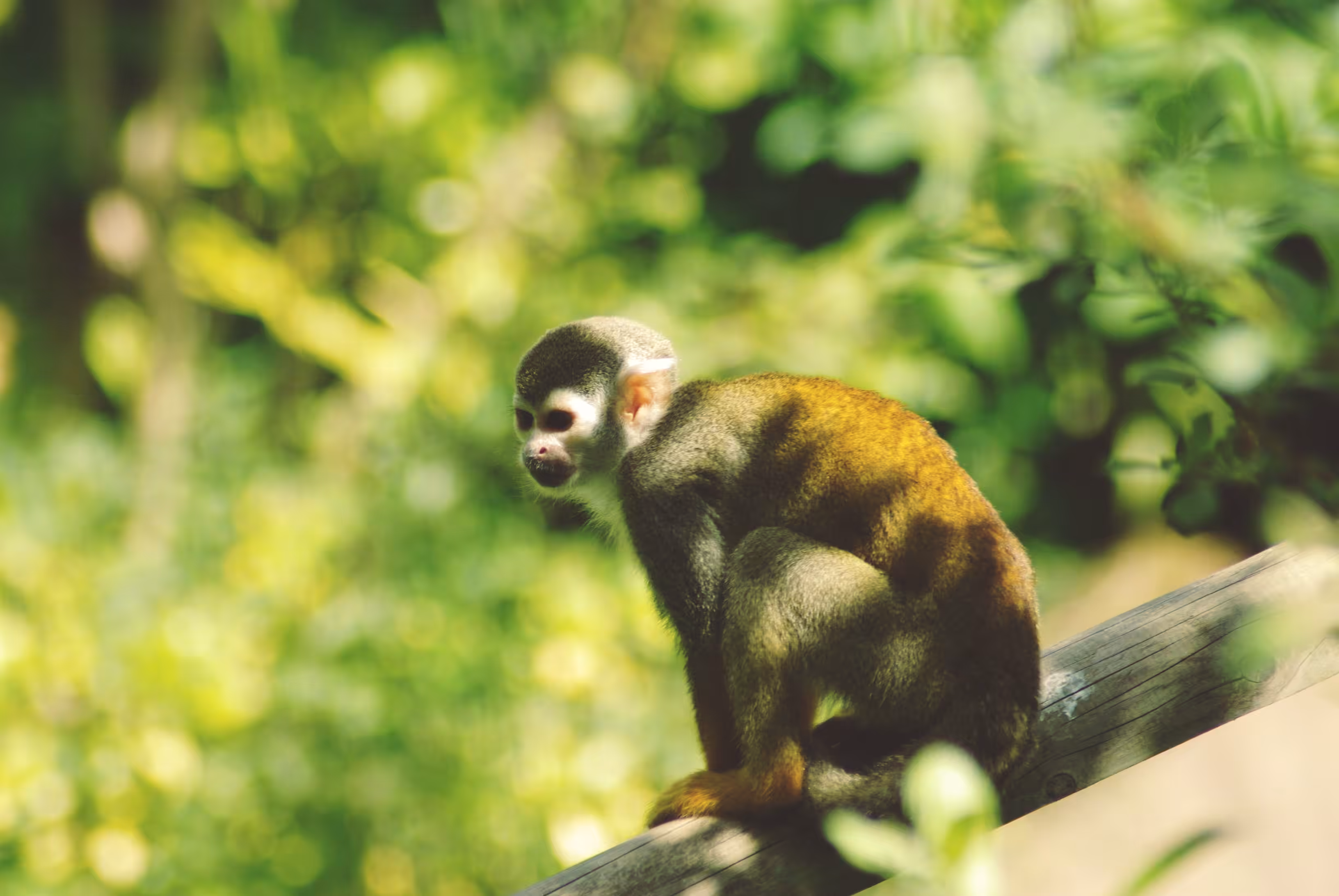 Spider Monkey