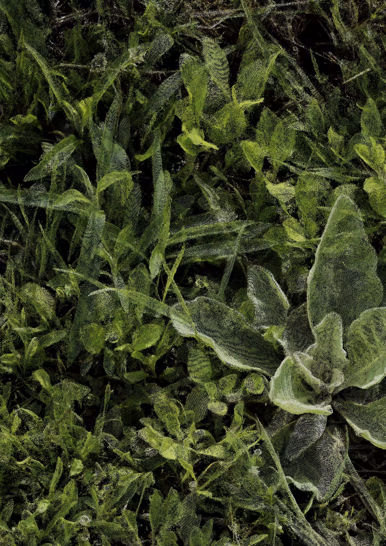 Overgrowth 0360