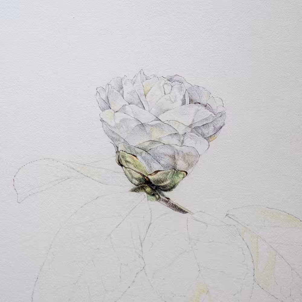 Camellia Study. No 3.