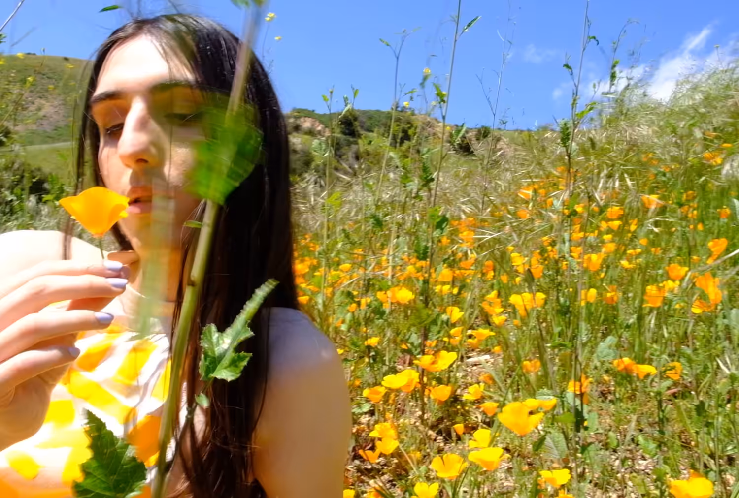 Allure of the Poppy #13