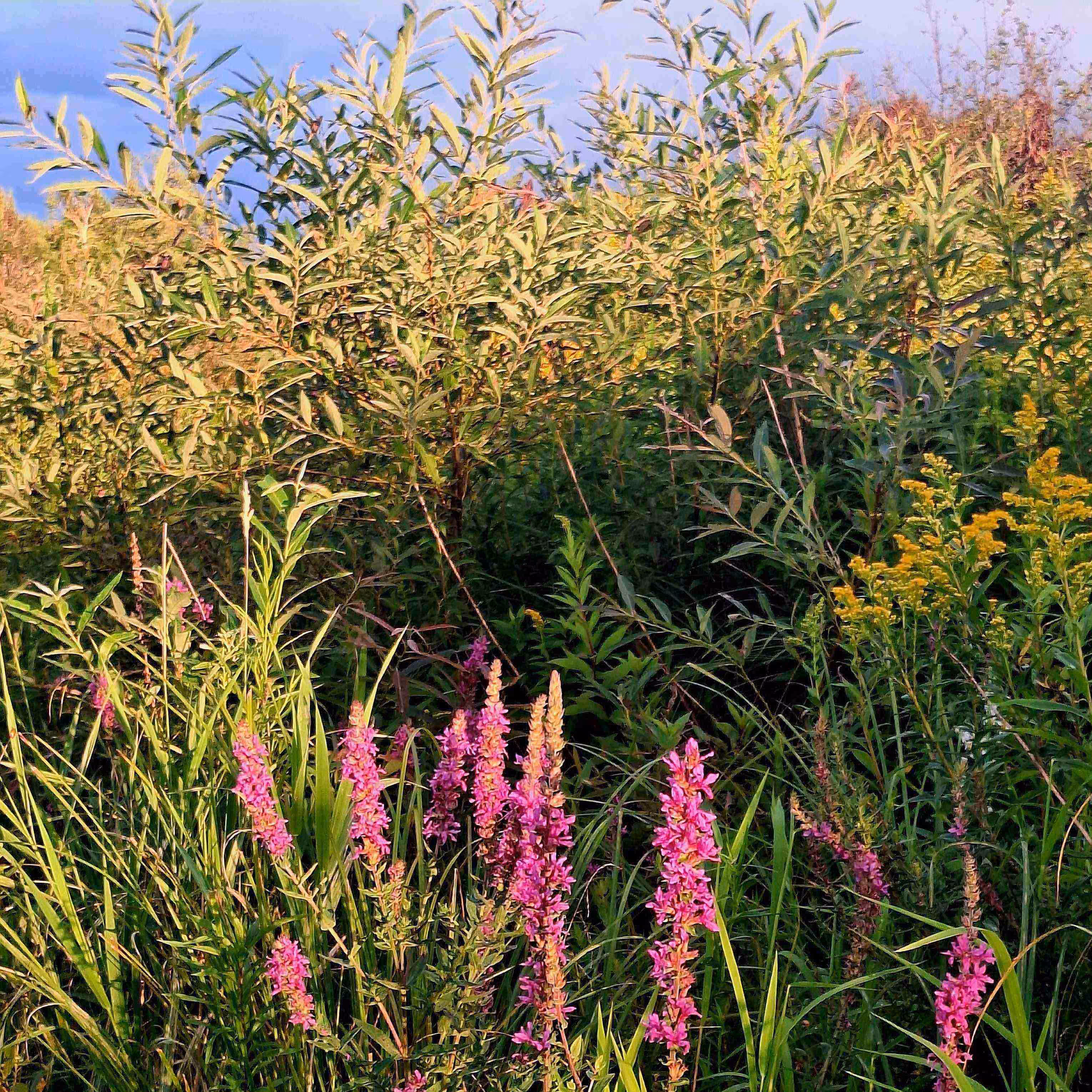 Rain Clouds and Wildflowers