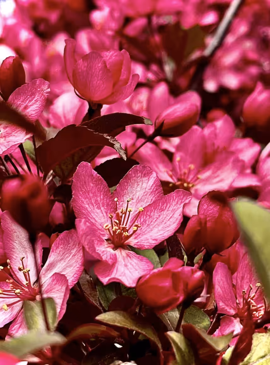 Spring Time Bloom 