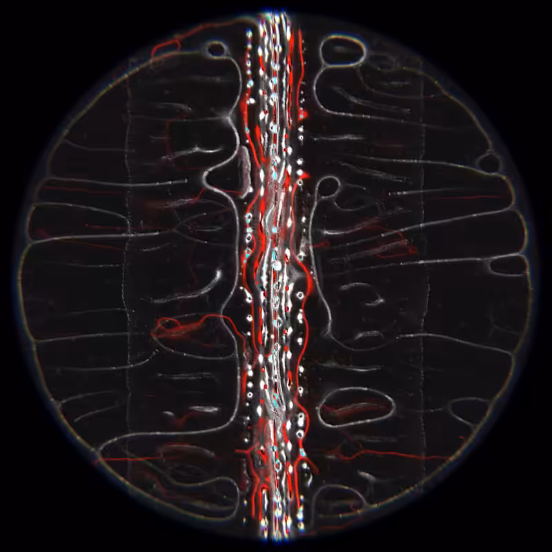 Ethereal Microcosm #144