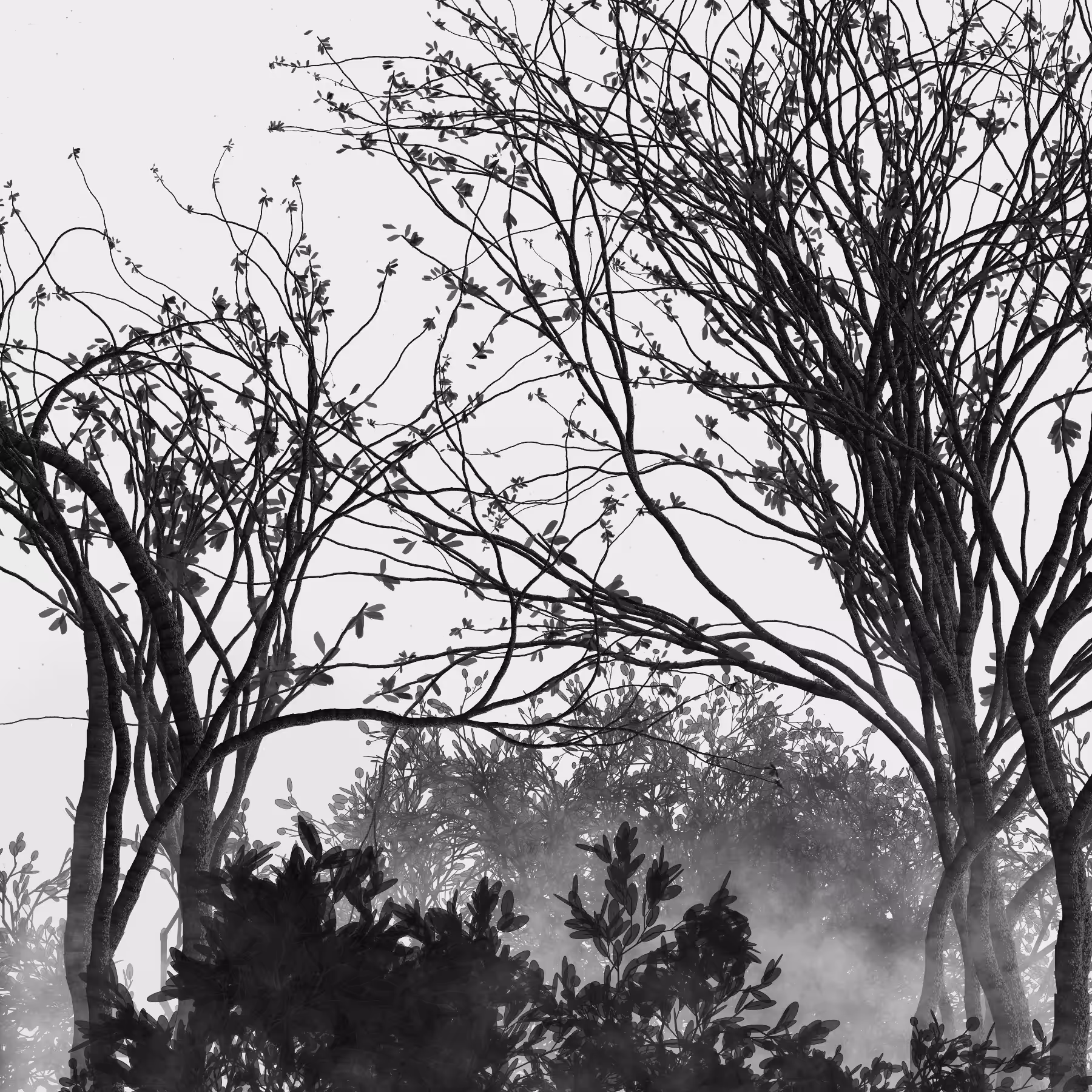 Morning Mist #7