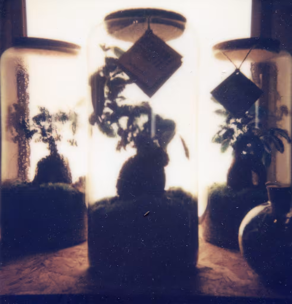 Polaroid #10 Terrarium