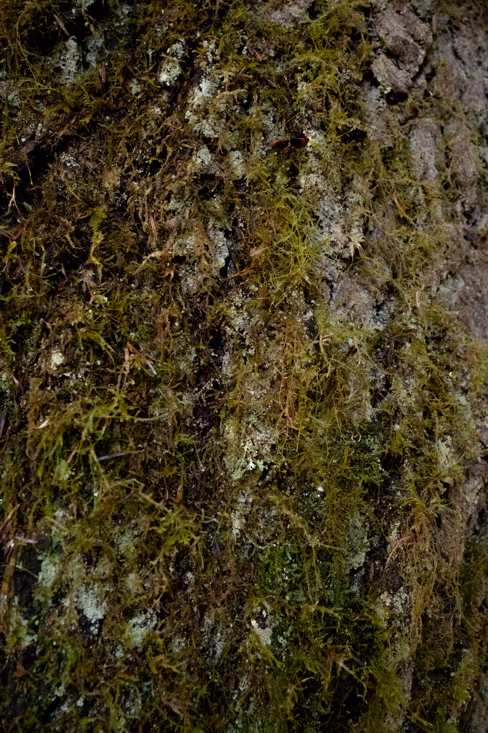 Mossy Boughs