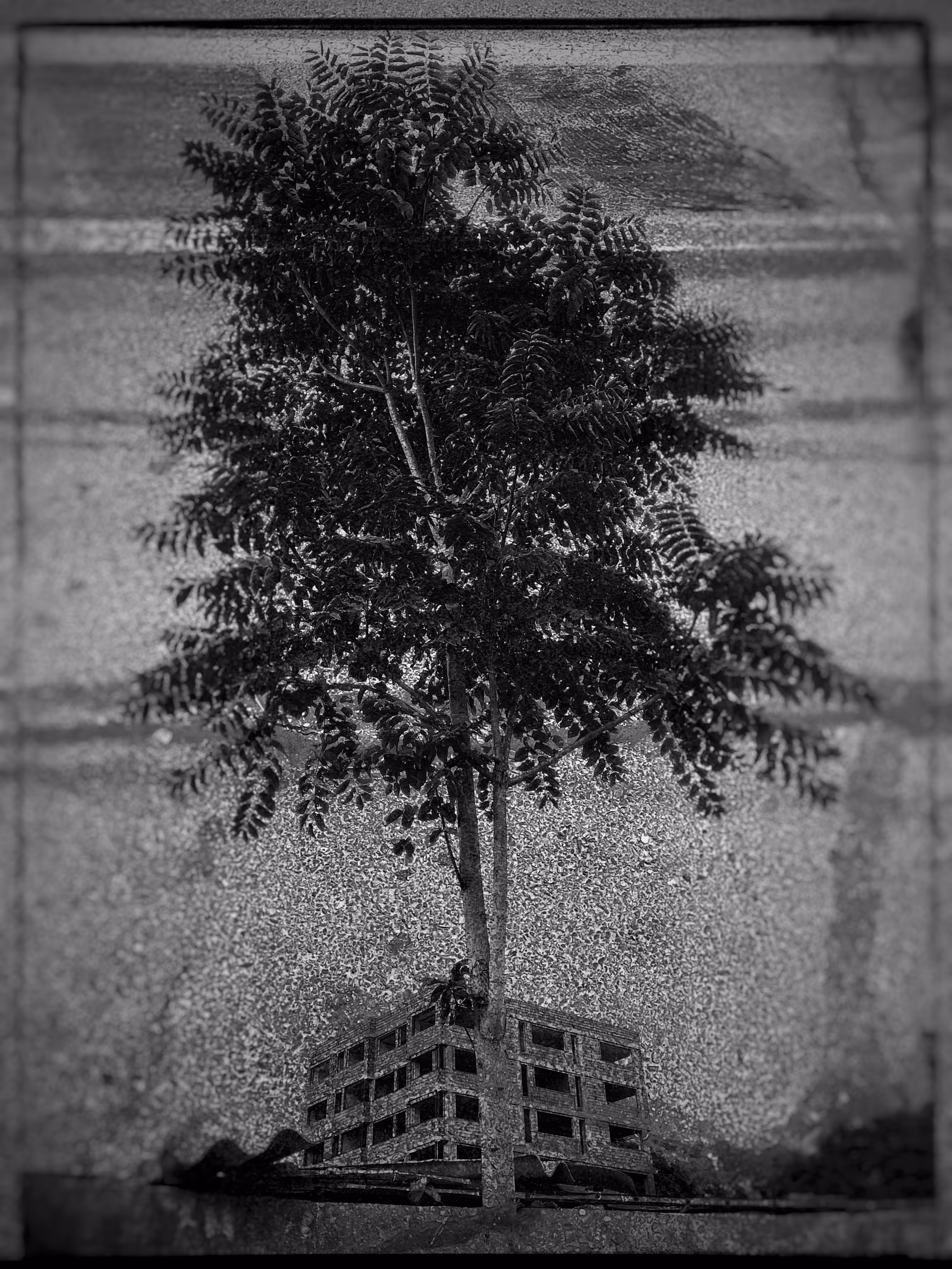 In the name of tree