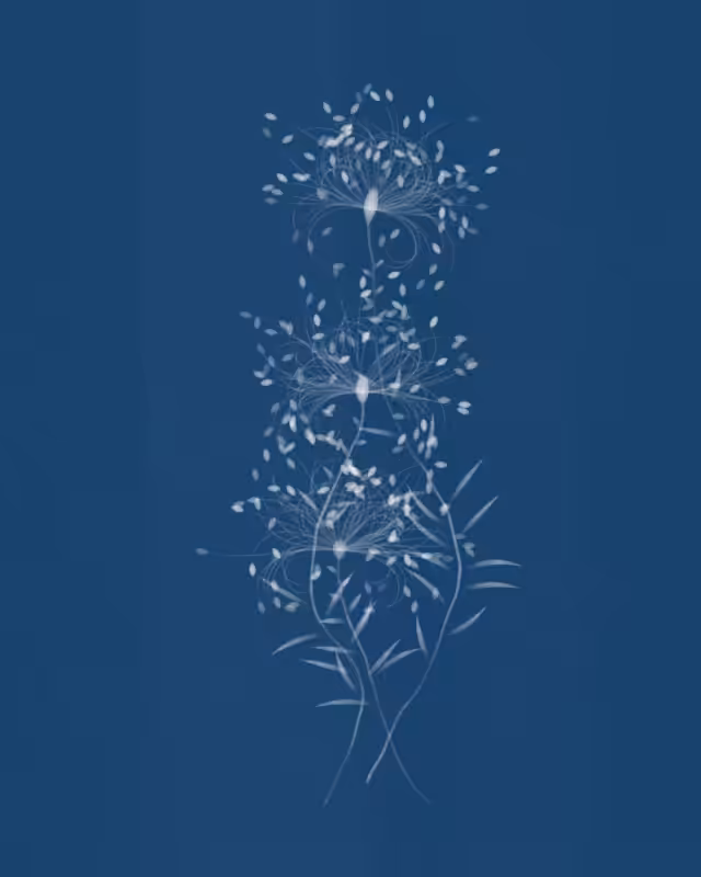 Cyanotypes #270
