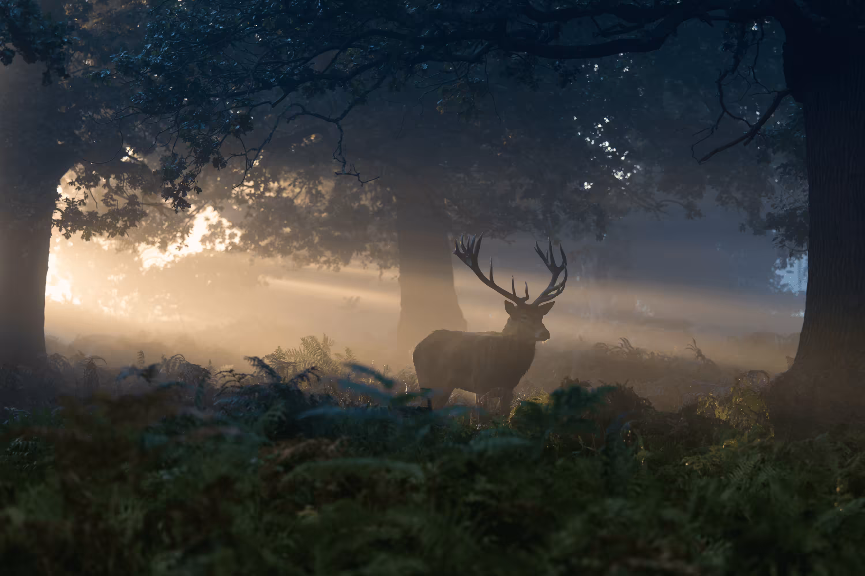 WildLight #24 - Presence