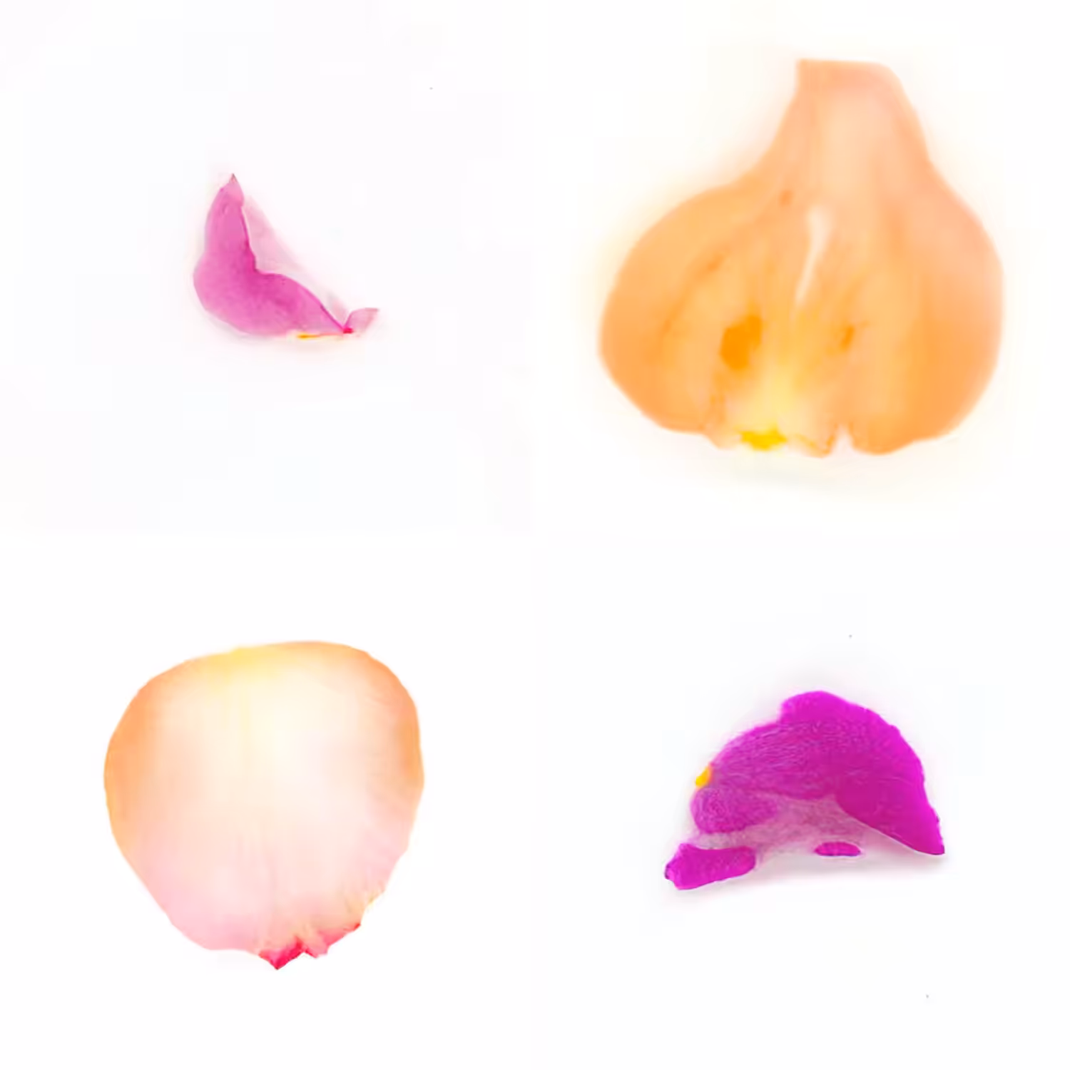 Infinite Petals 2x2#20201