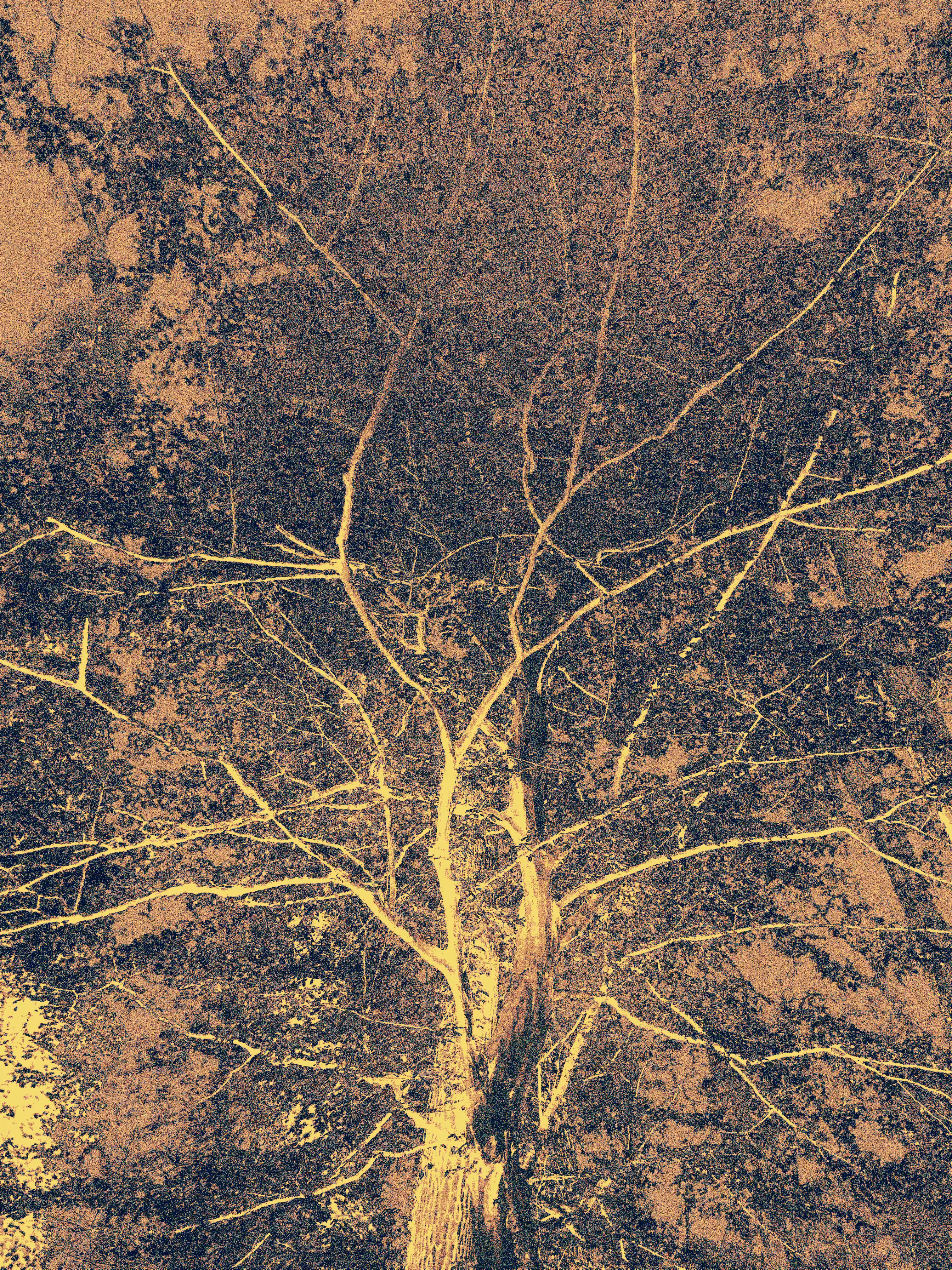 Deconstructed tree