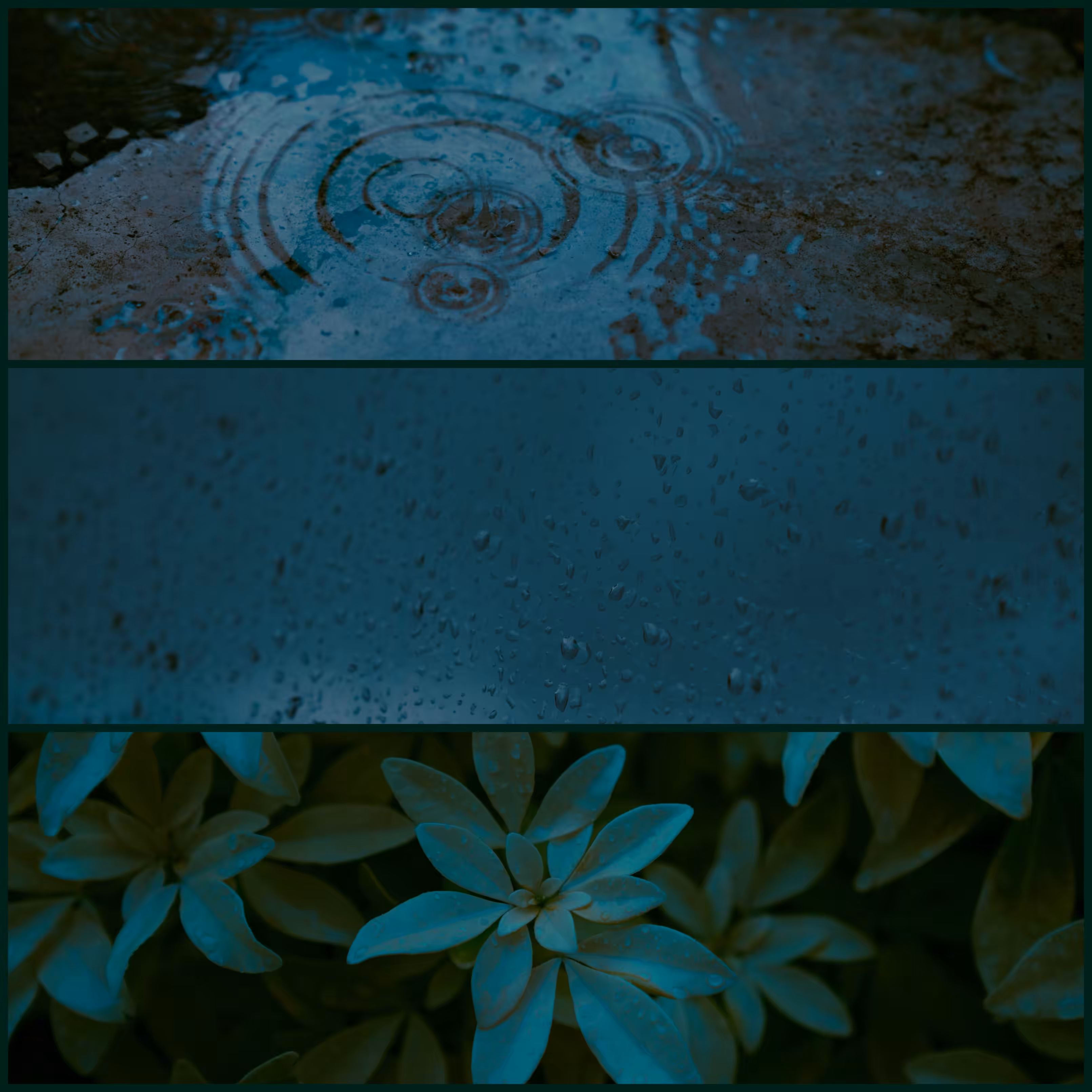 sounds of the rain 