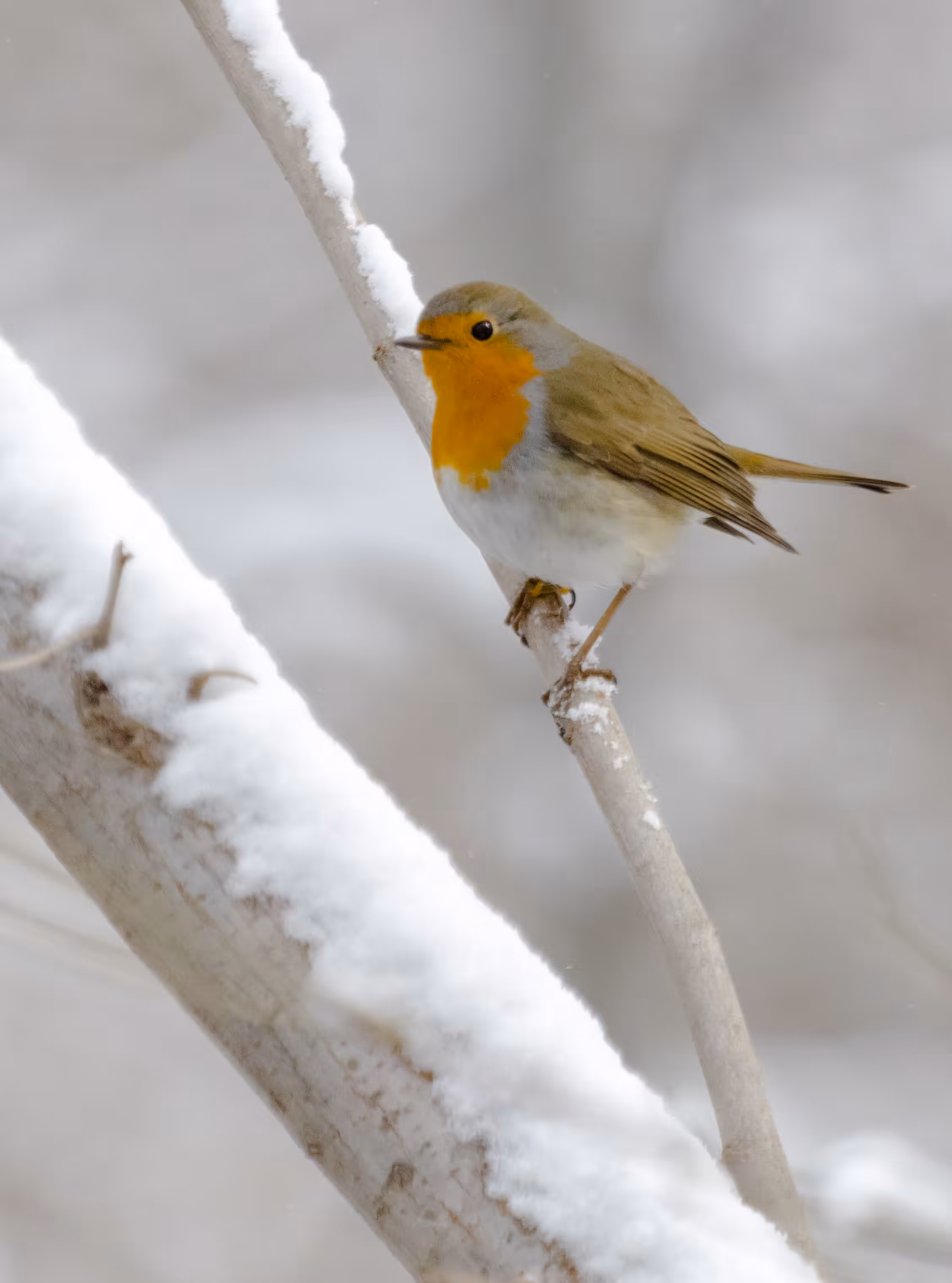 Robin in Snow
