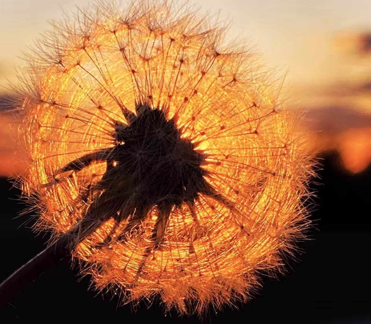 Wishes