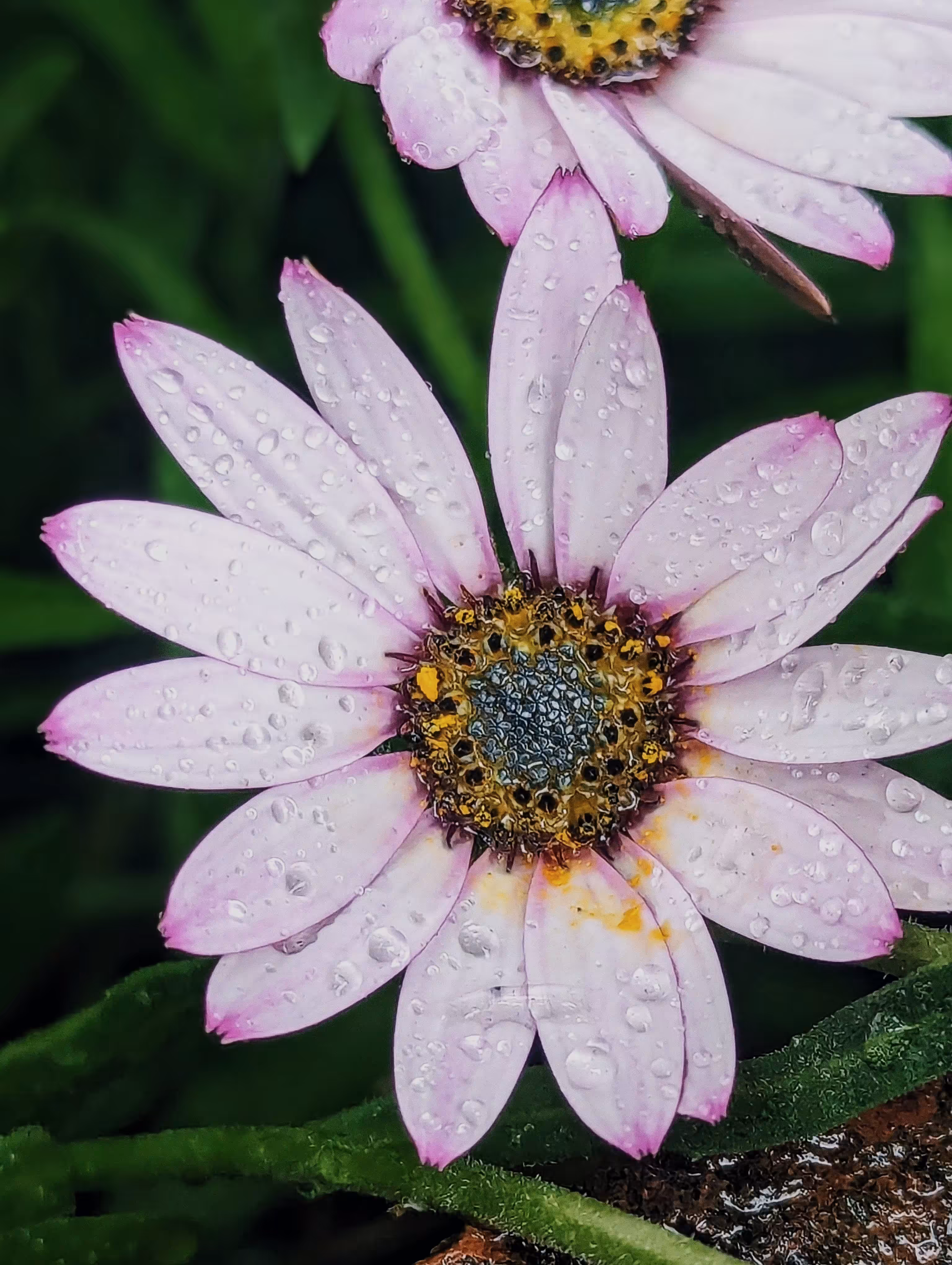 Luke_0x1 Photography : Shine on crazy daisy
