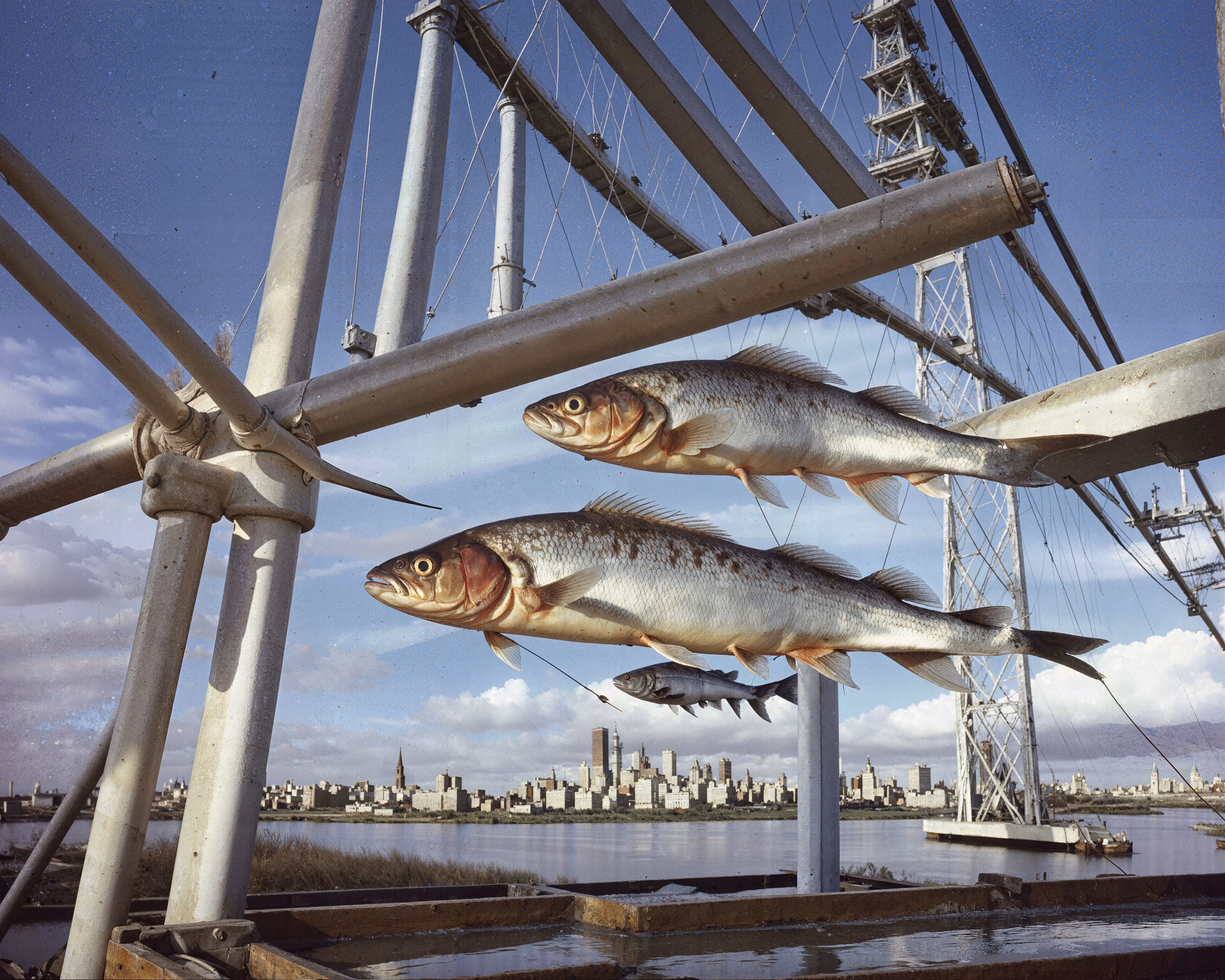 The Fish & Bridges